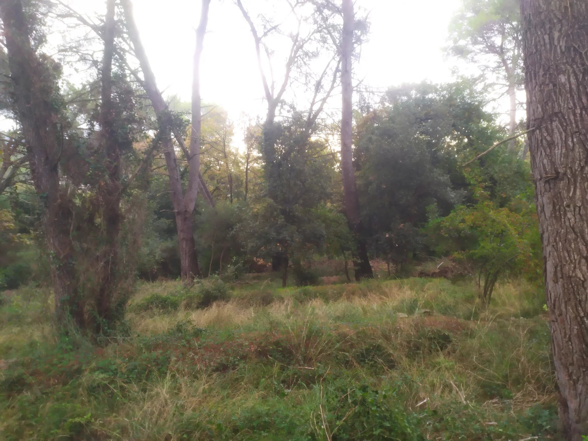 LA ROQUETTE SUR SIAGNE . TERRAIN - Photo 4