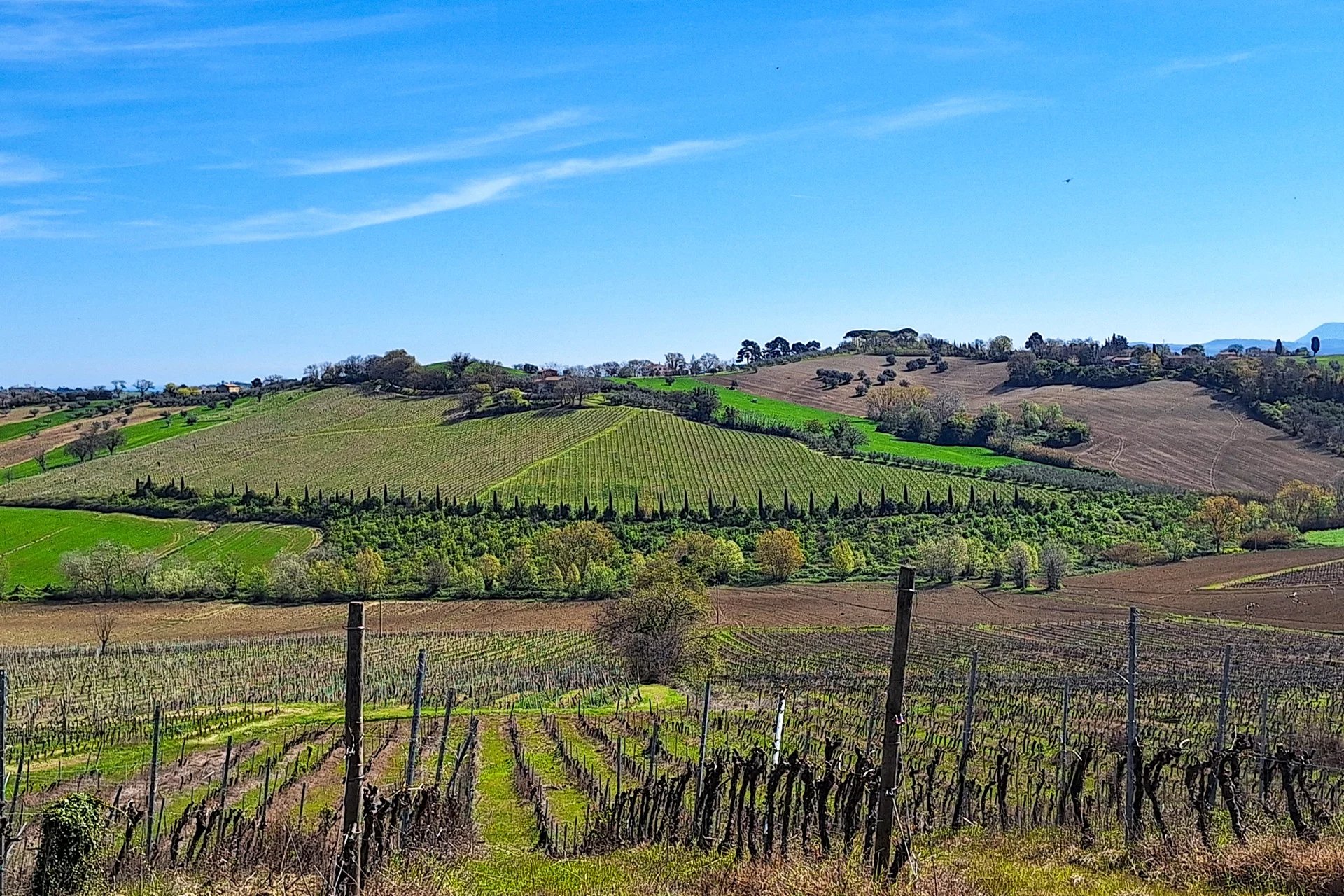 AZIENDA VITIVINICOLA CON 11,9 HA DI VIGNETO DOC IN VENDITA A MORRO D'ALBA, MARCE