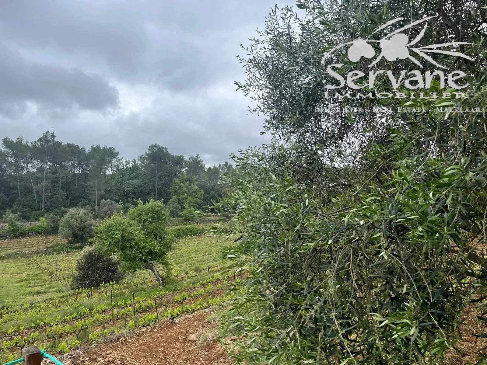 VINEYARD IN PROVENCE CLOSE TO COTIGNAC TO SELL