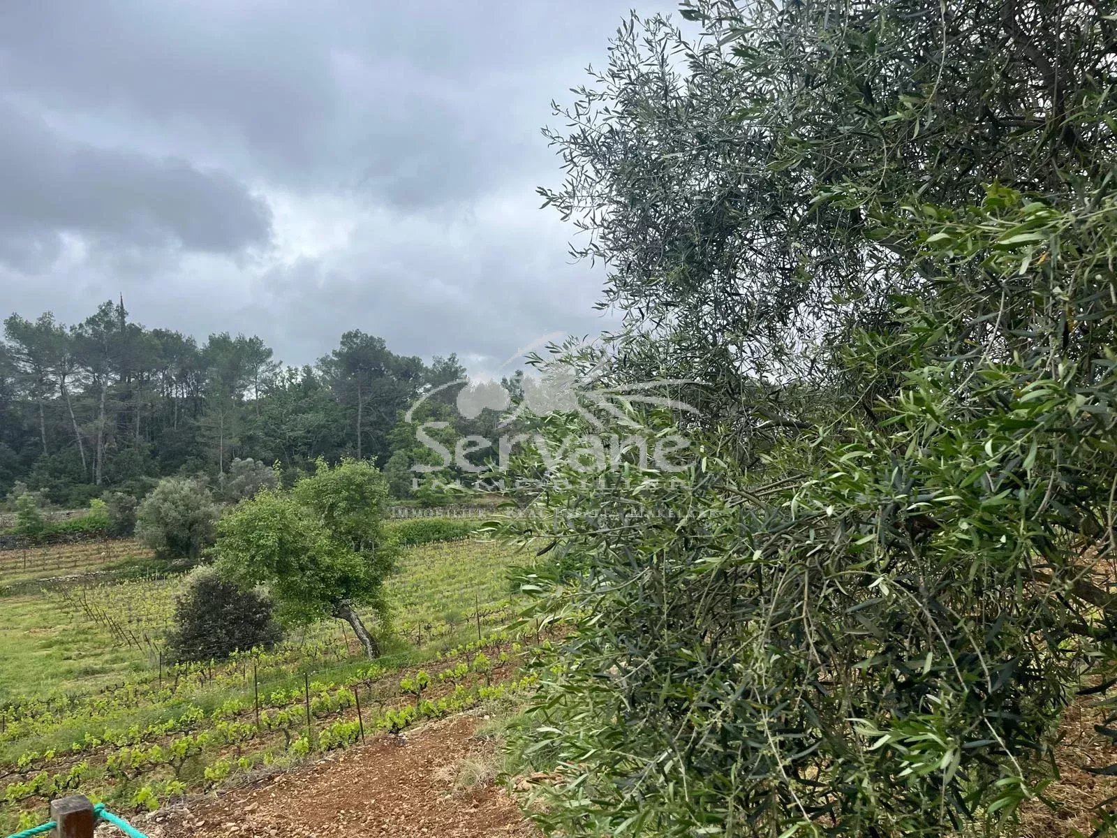 VINEYARD IN PROVENCE CLOSE TO COTIGNAC TO SELL