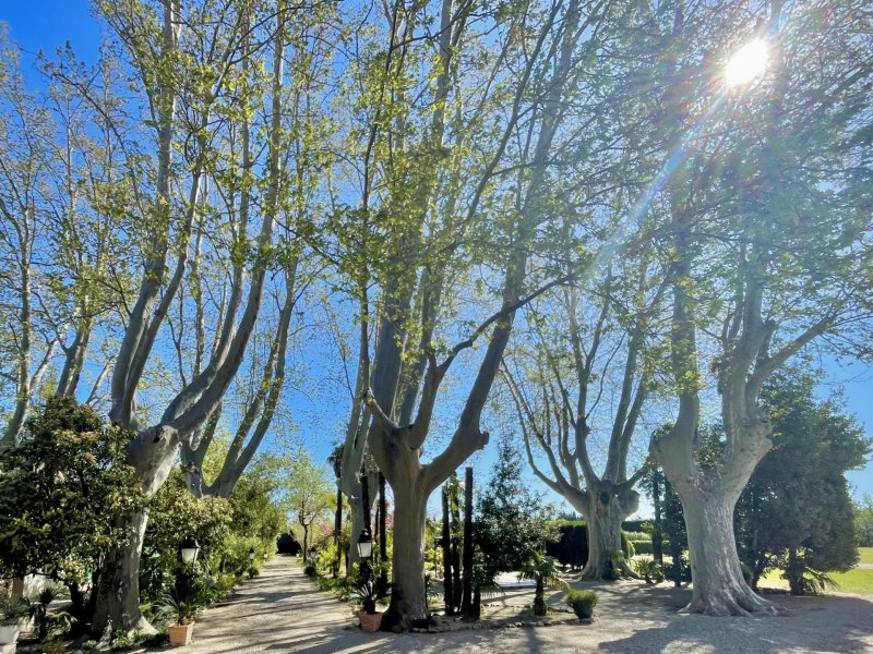 For Sale Country House | Toulouges - picture 2