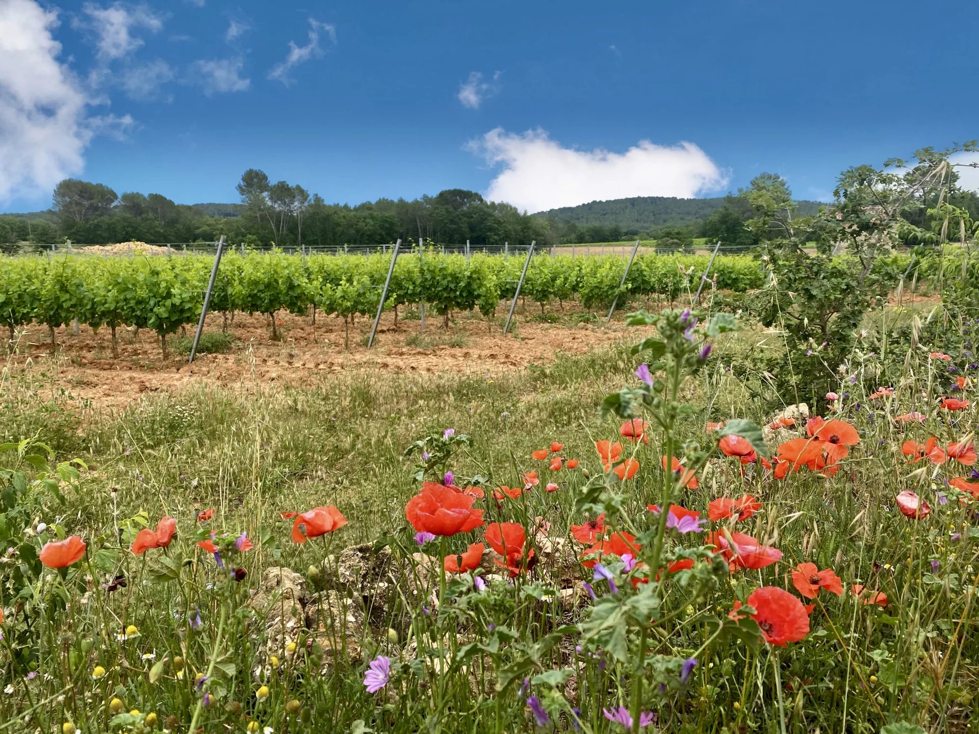 Sale Vineyard property La Motte