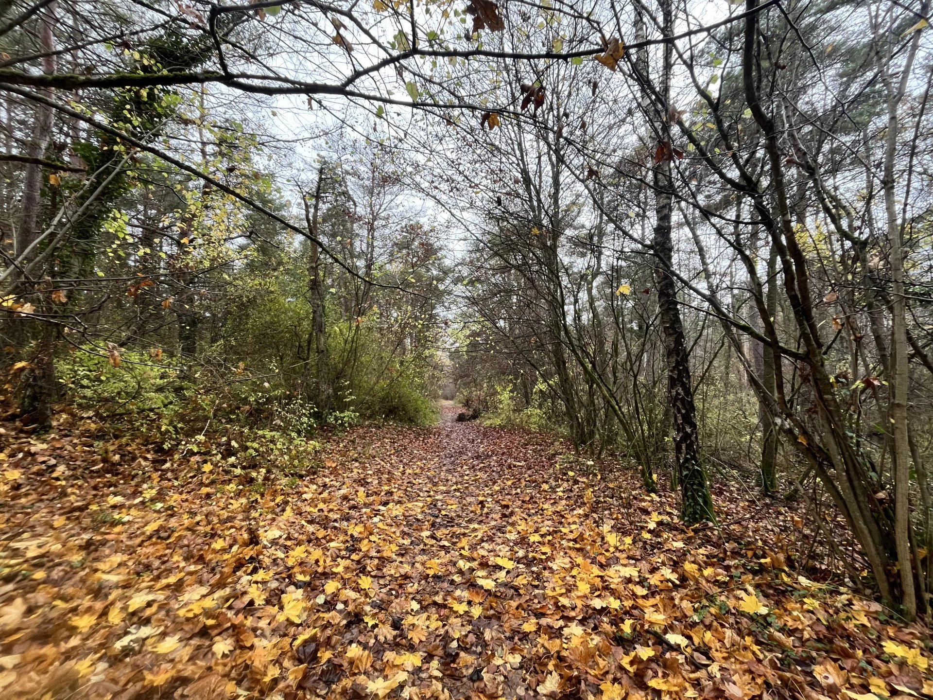 Forêt 10 hectares 84 à vendre Soissons