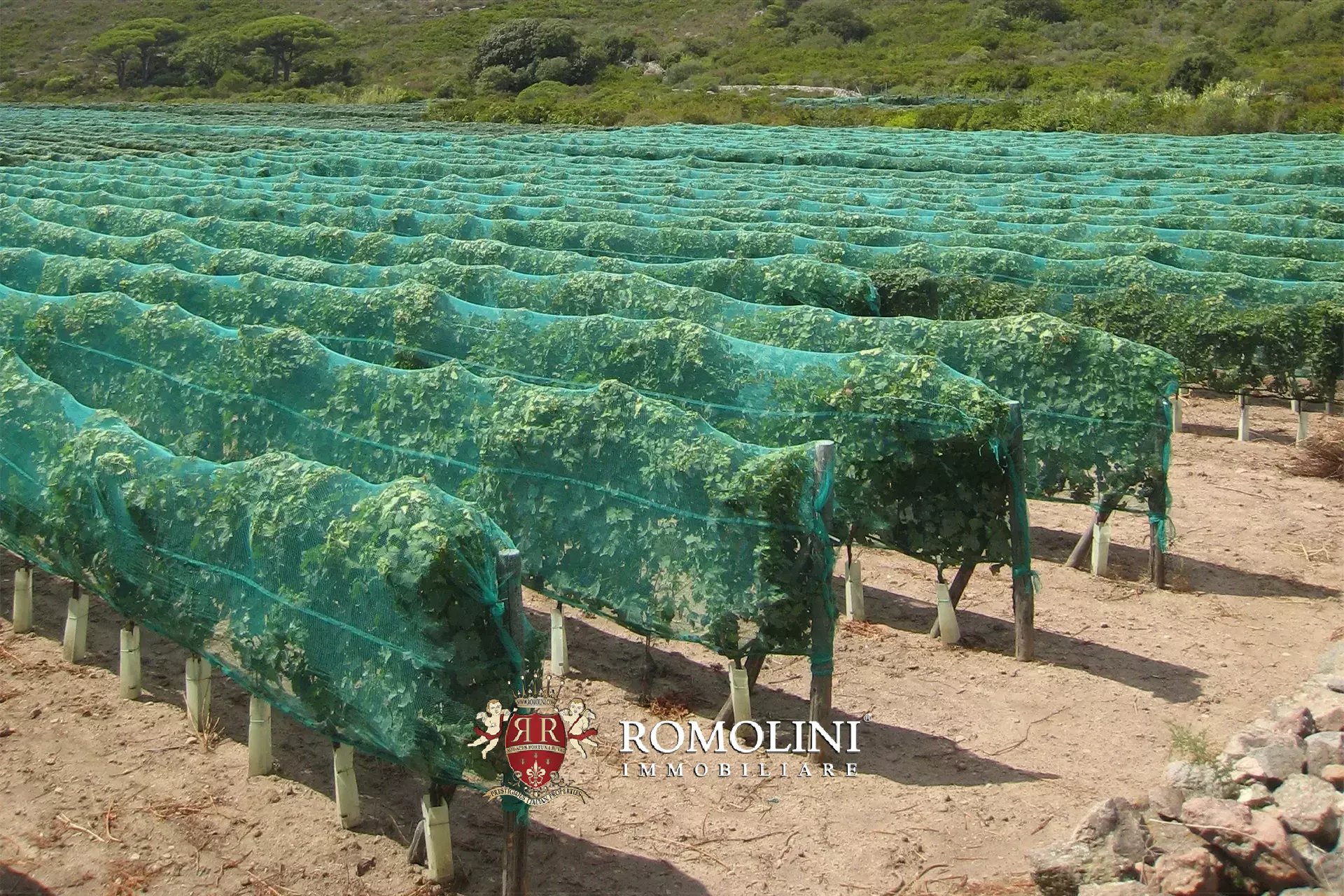 Vineyard's Image 6