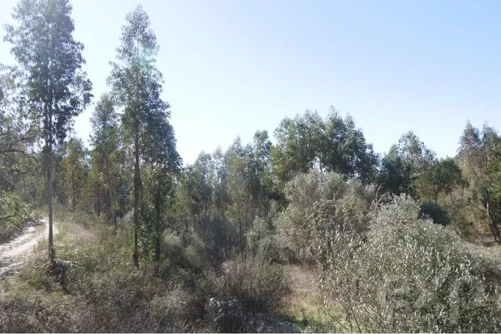 Exceptional 65-Hectare Estate in Alentejo with Tourism Development Potential 85506160 image 30