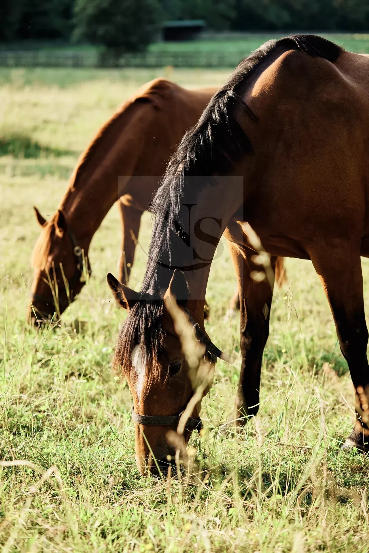 HARAS DE PRESTIGE PROCHE NANTES - Photo 3