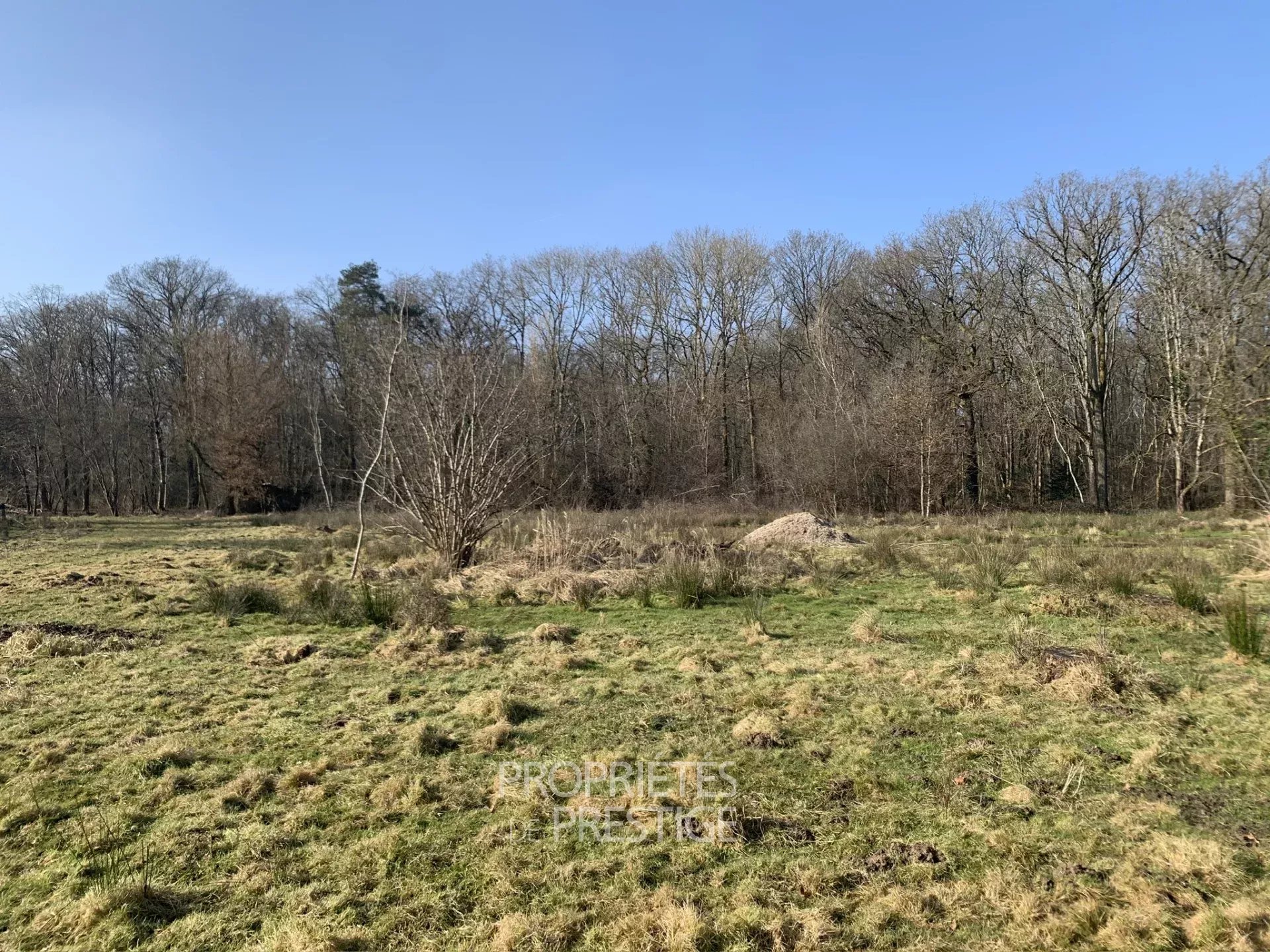 Terrain à bâtir en lisière de bois