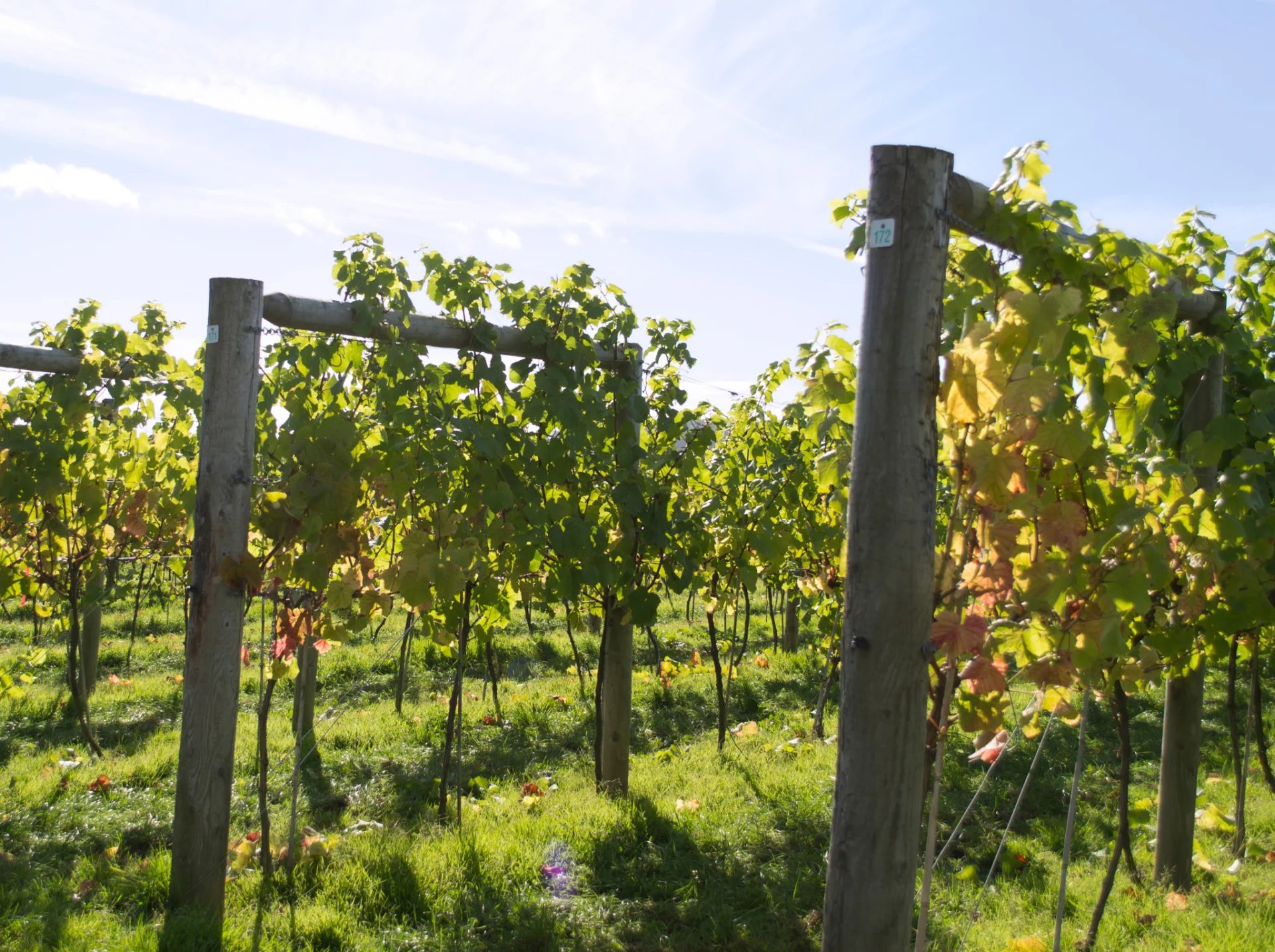 Verkauf Agricultural land Kaltern