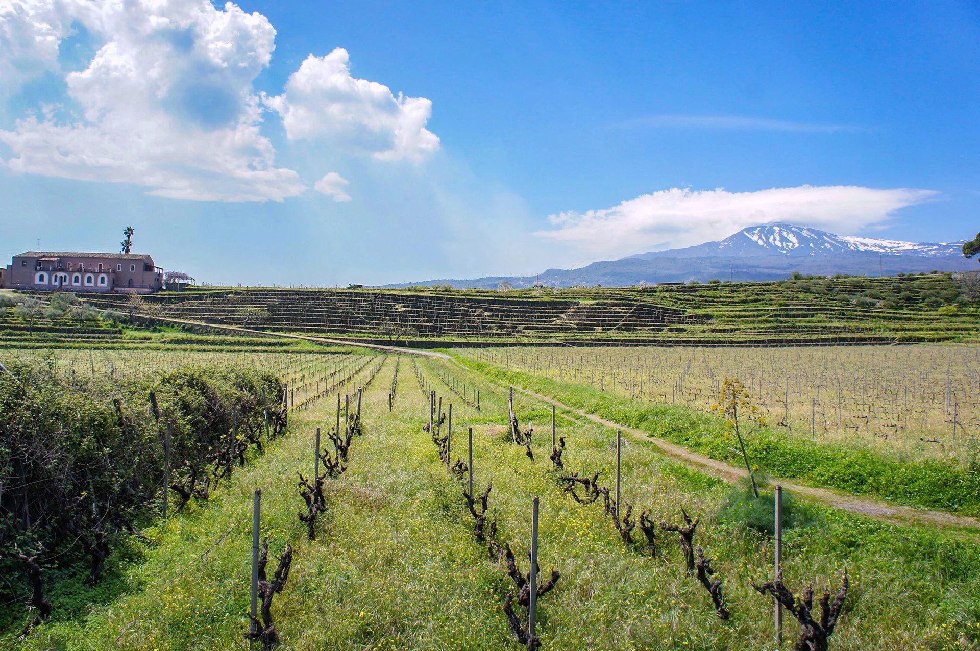 TENUTA VITIVINICOLA ETNA DOC IN VENDITA CON VISTA MARE E VULCANO, SICILIA