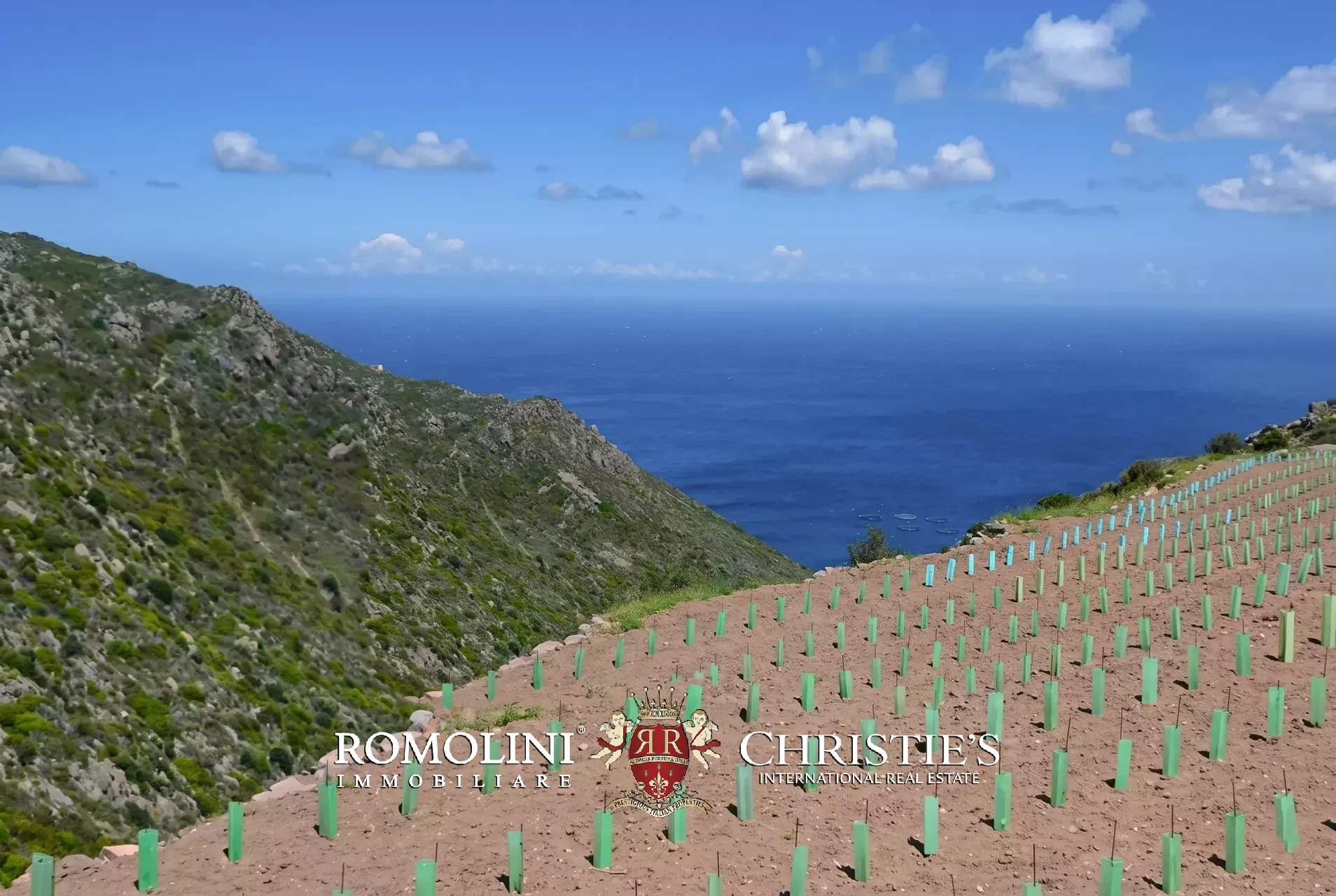 Vineyard's Image 21