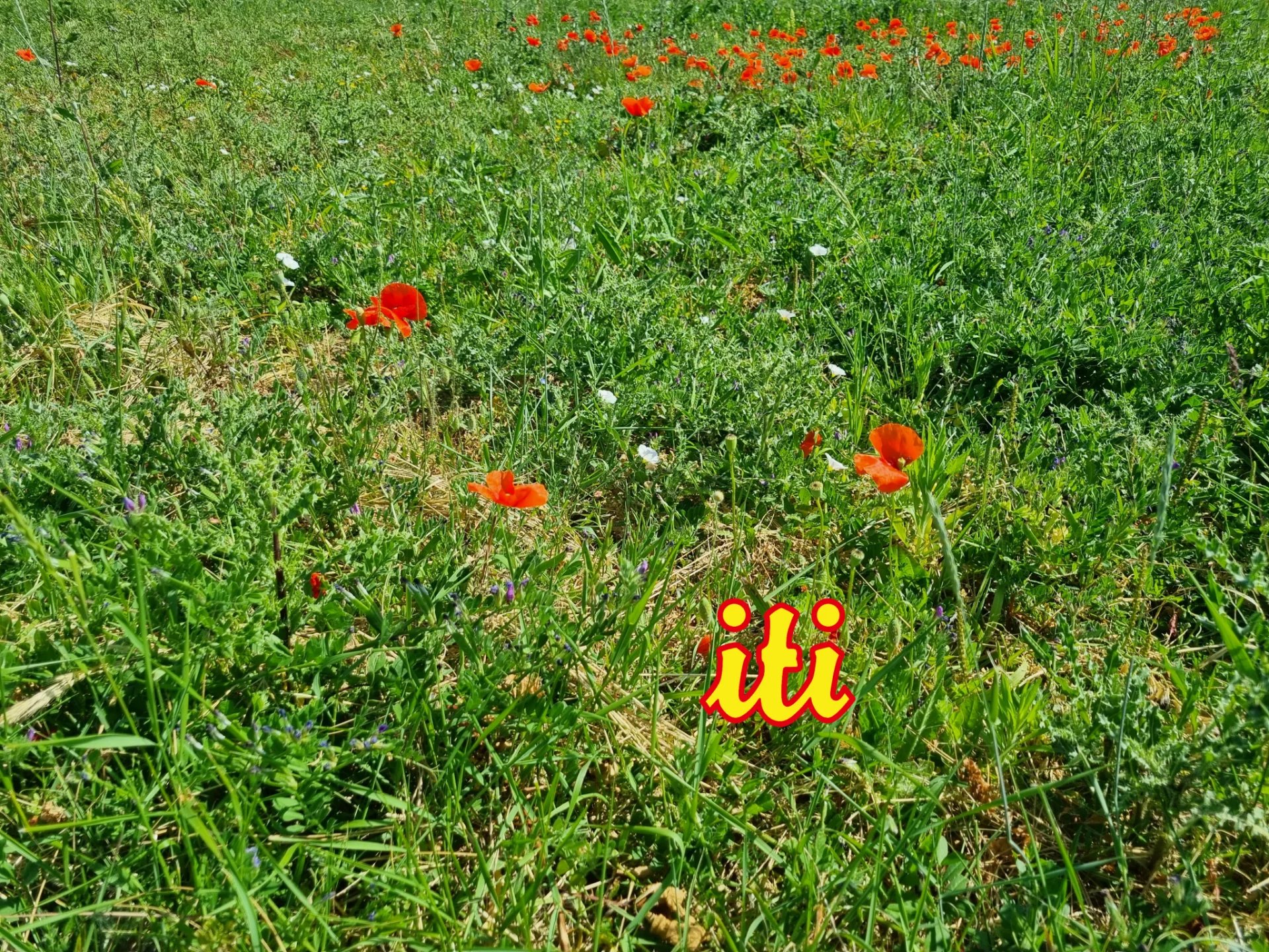 Vente Terrain Grosbreuil