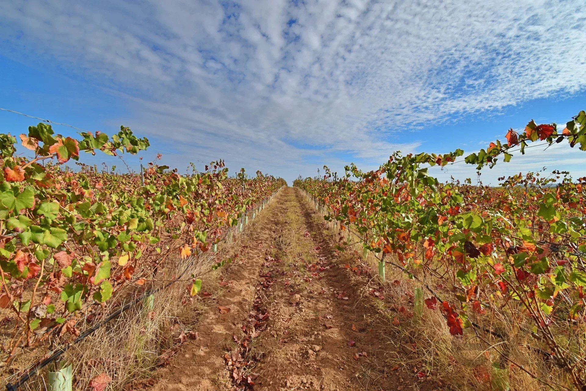 Prestigious Wine Estate – DOC Alentejo Wine Production 7050-000 image 13