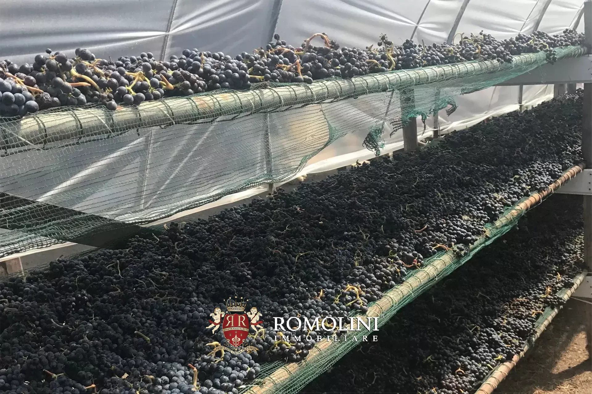 Vineyard's Image 37