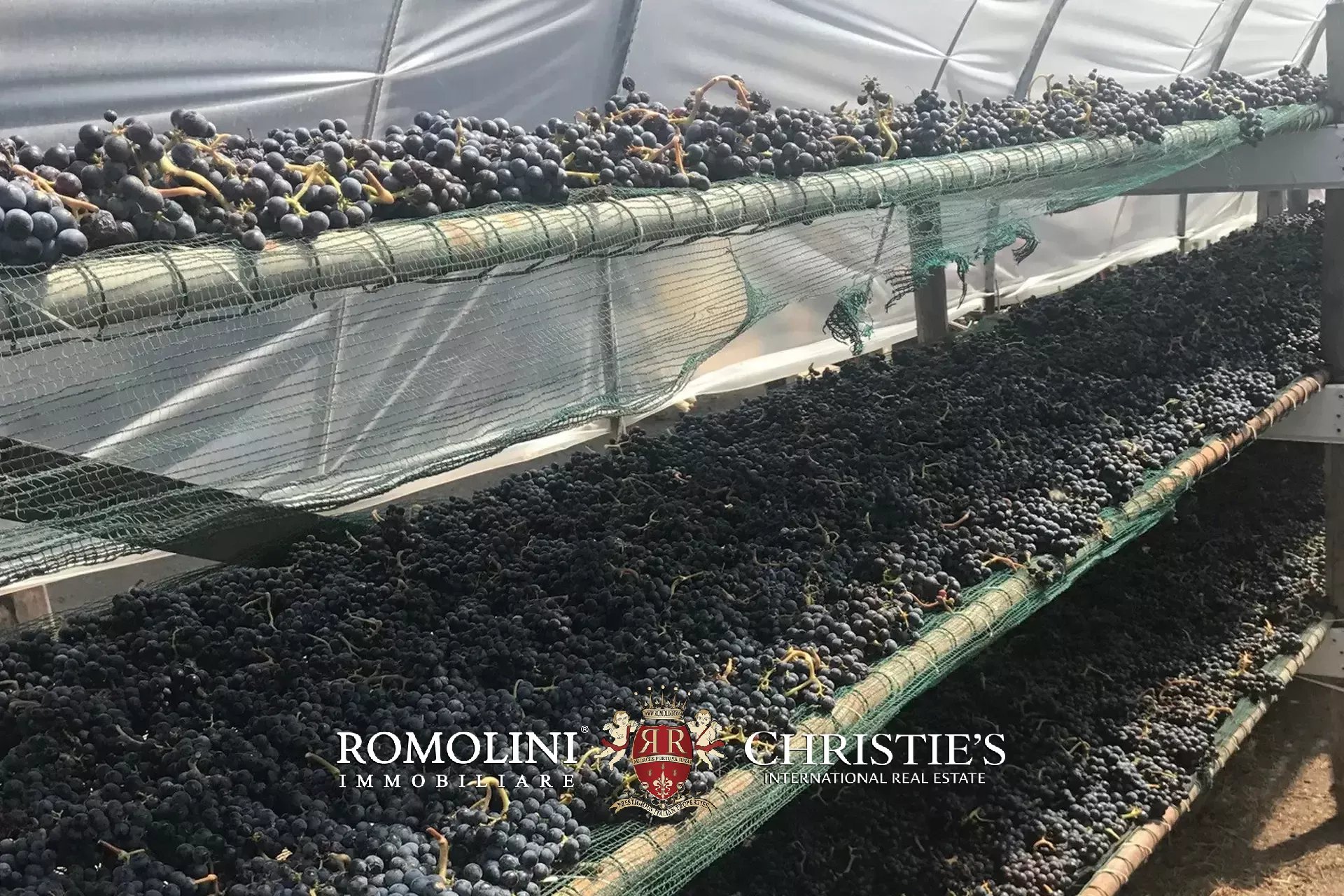 Vineyard's Image 37
