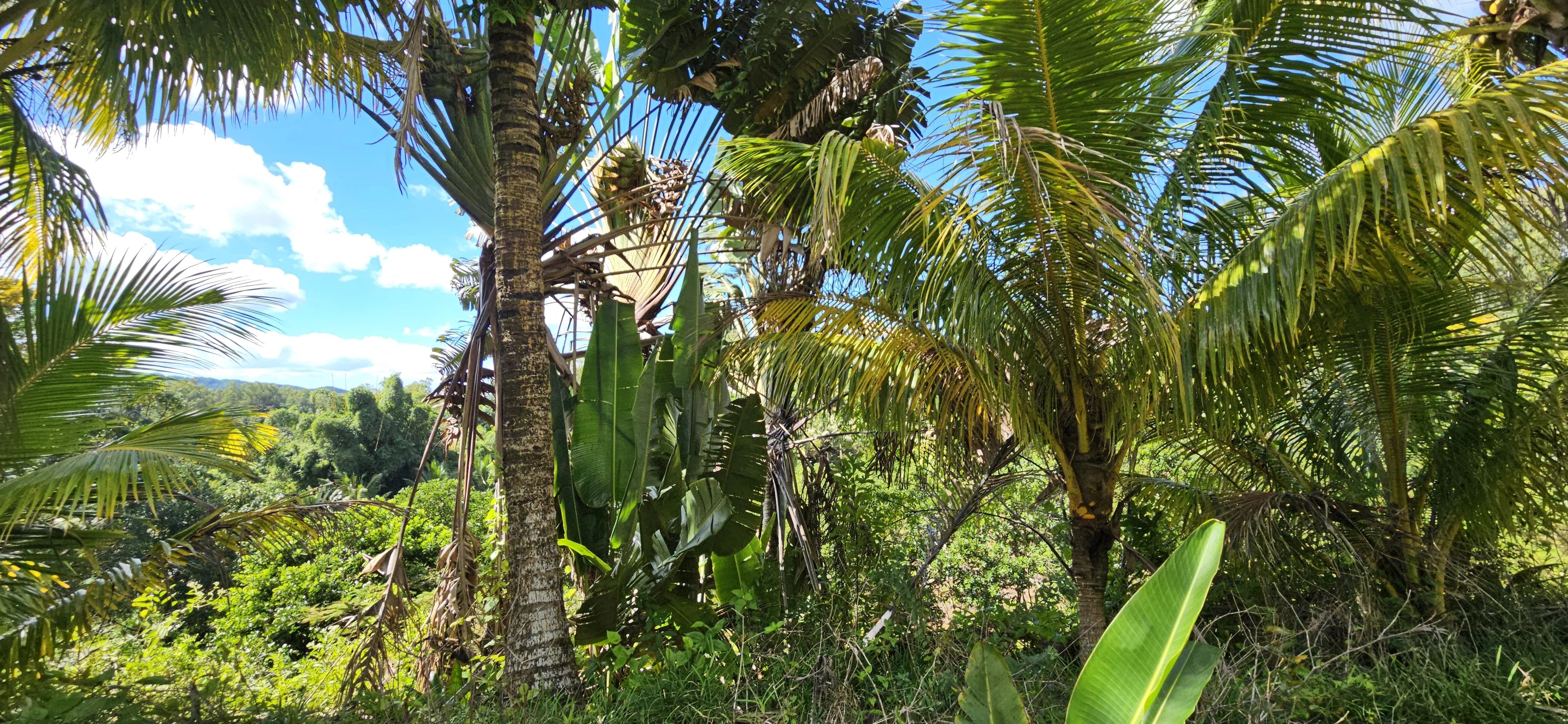 Deux Bras  - Terrain  - picture 10