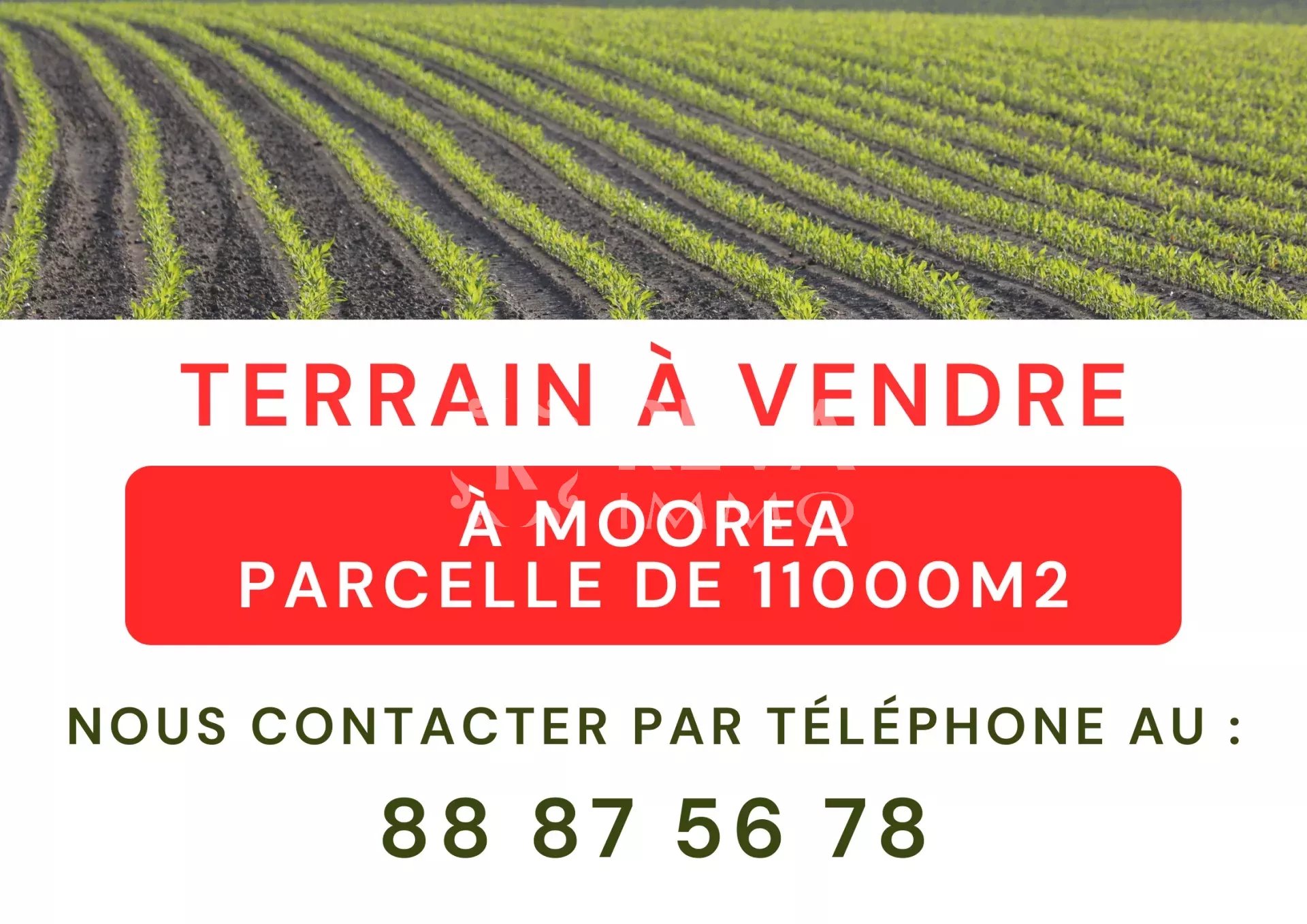 🌴 À Vendre – Terrain plat d’environ 12 000 m² en bord de route, Moorea
