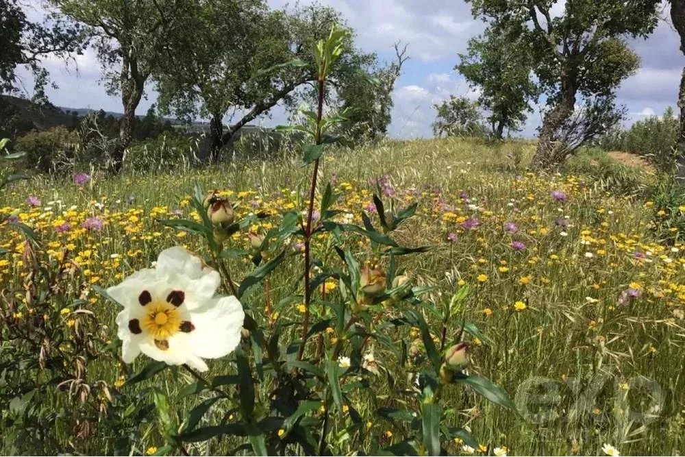Exceptional 65-Hectare Estate in Alentejo with Tourism Development Potential 85506160 image 41