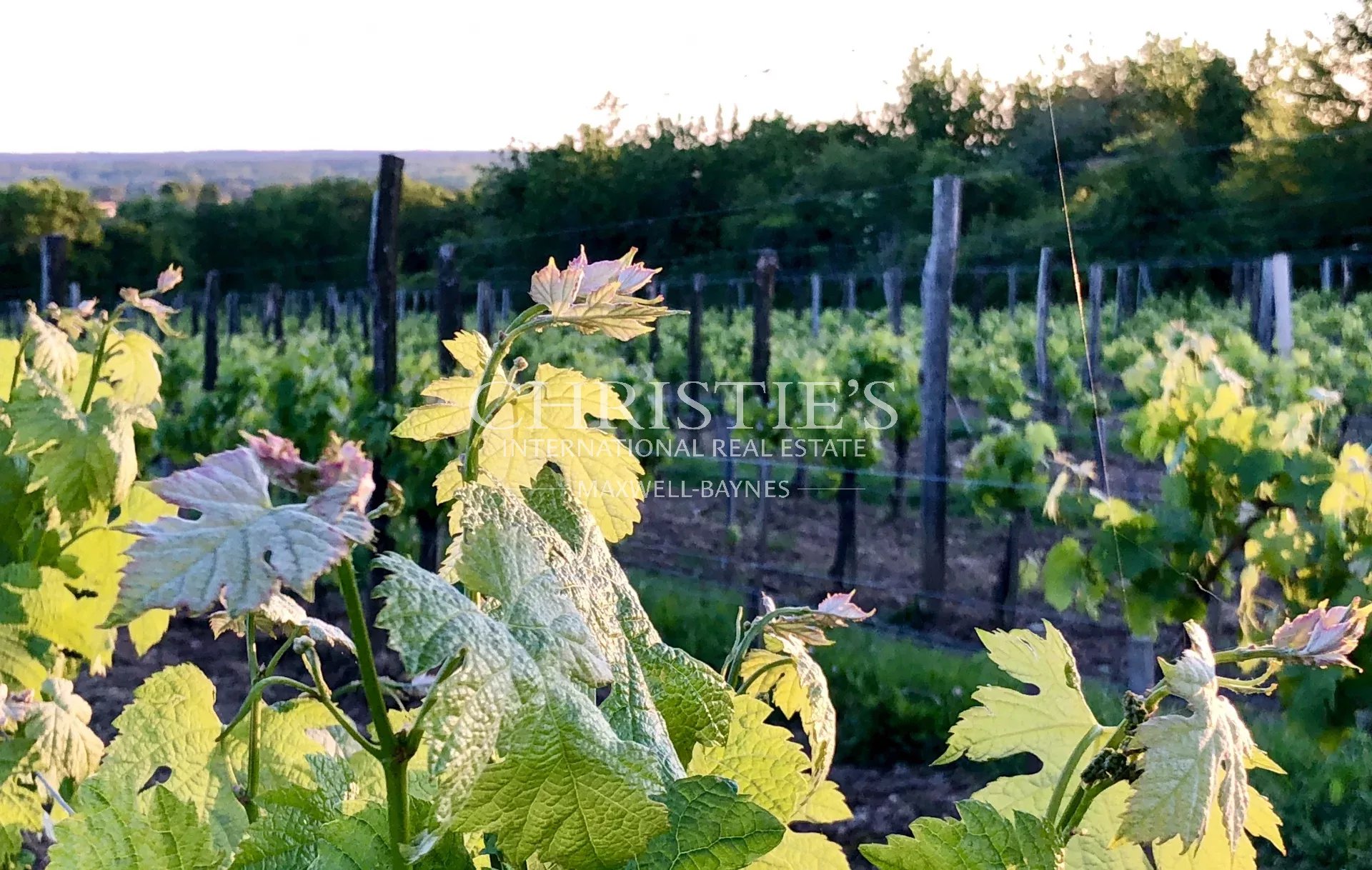 8 Bedroom Vineyard's Image 15