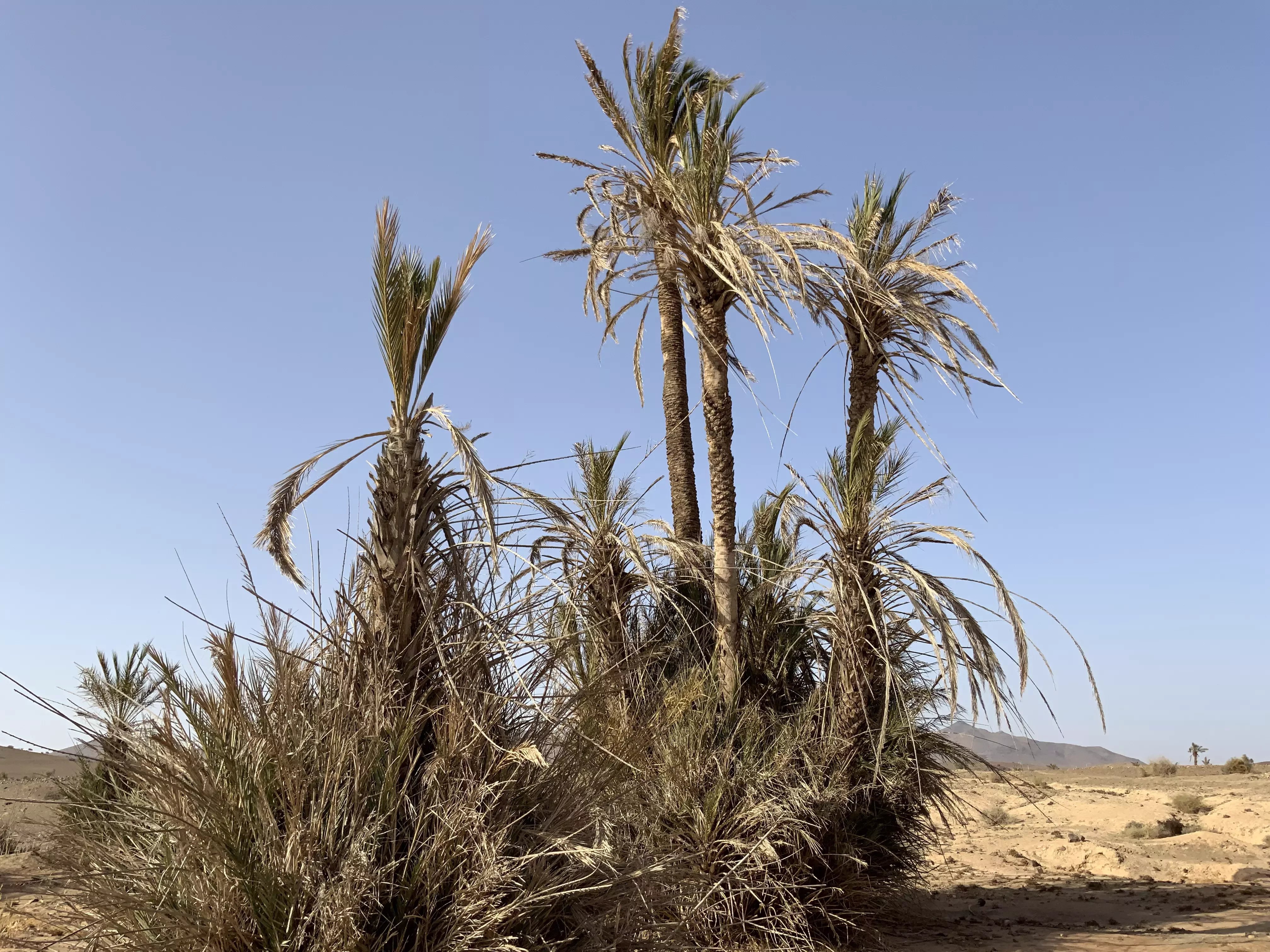Sale Building land Marrakesh