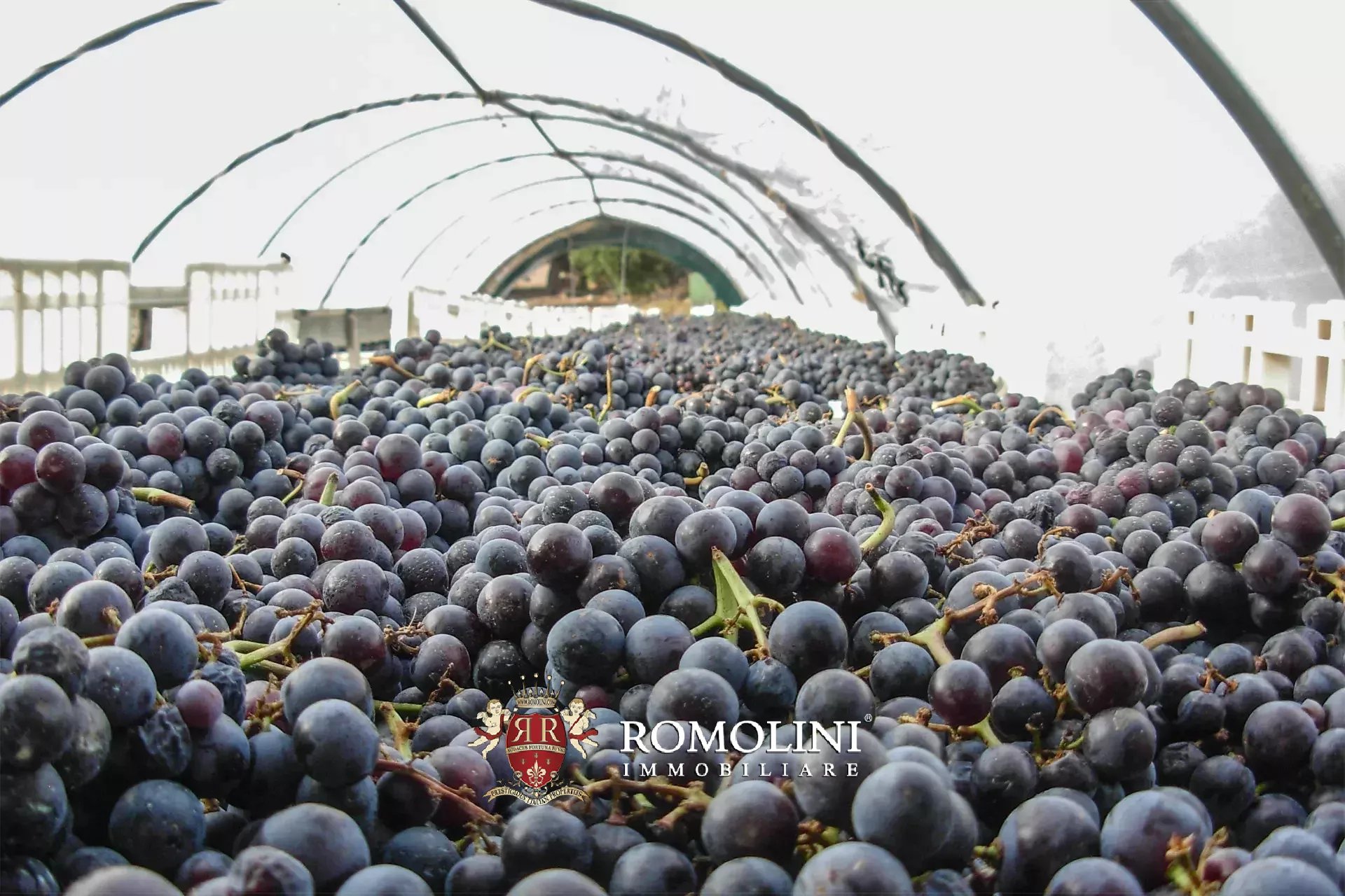 Vineyard's Image 34