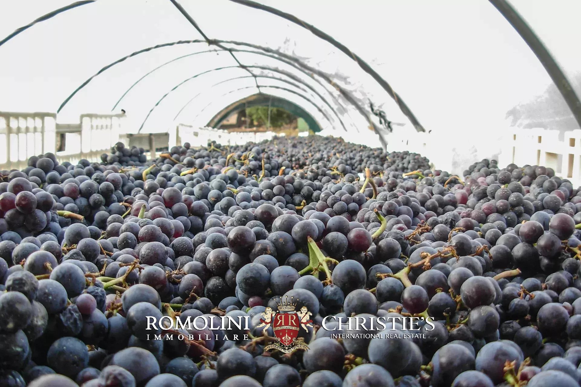 Vineyard's Image 34