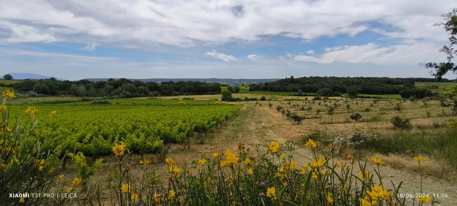 ENCLAVE DES PAPES. 50 HECTARES D'UN TENANT VIGNES. LABEL BIO