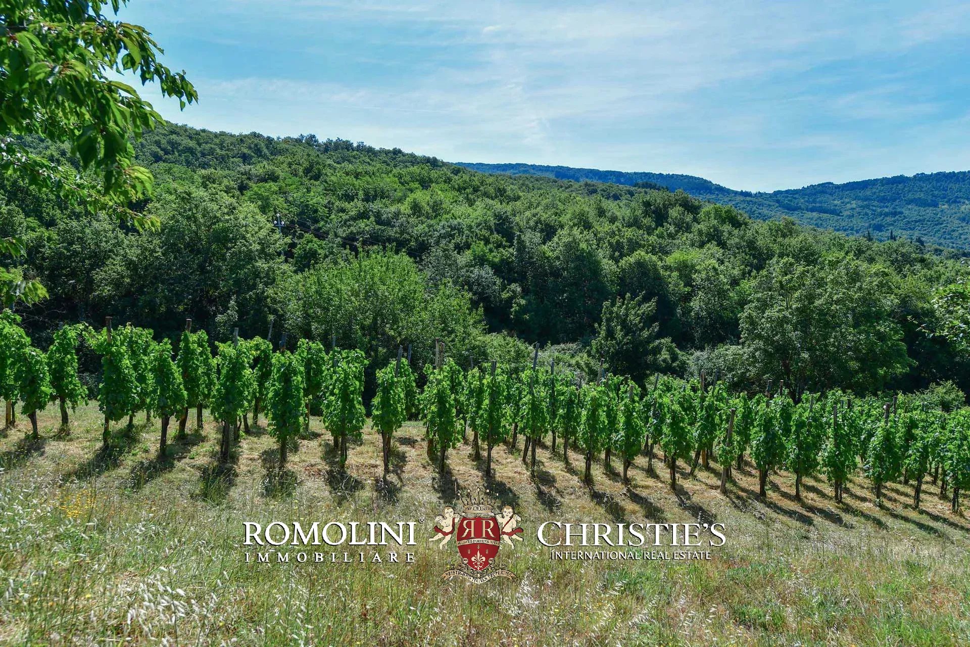 TENUTA VINICOLA BIOLOGICA IN VENDITA, CANTINA BIO TOSCANA