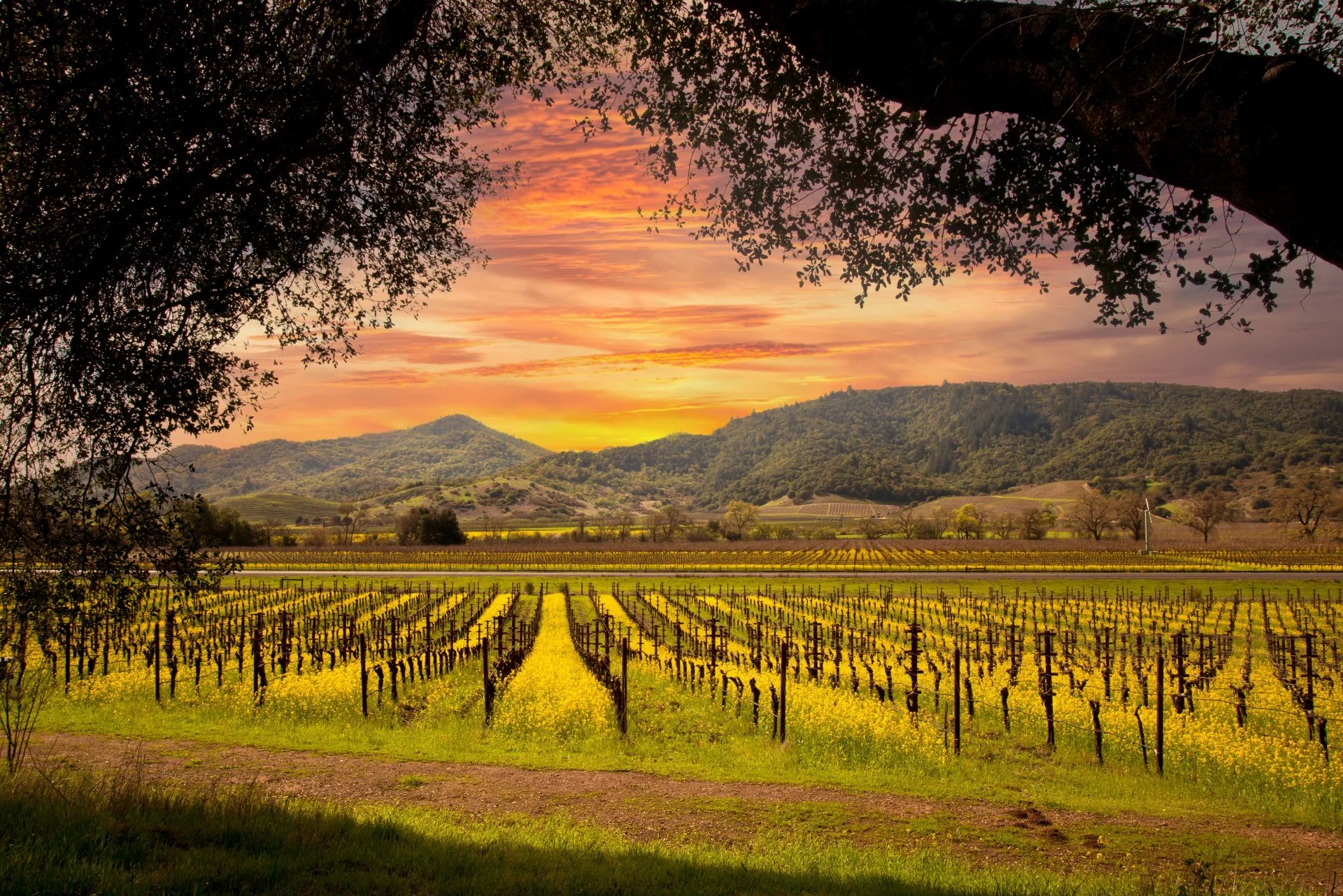 country,mountains,grapevine,yellow,winter,zinfandel,trellis,spring,tourist,beautiful,vineyard,mustard,bloom,white,napa,chardonnay,vacation,california,weed,cabernet,sunny,vine,flowers,pretty,nature,see