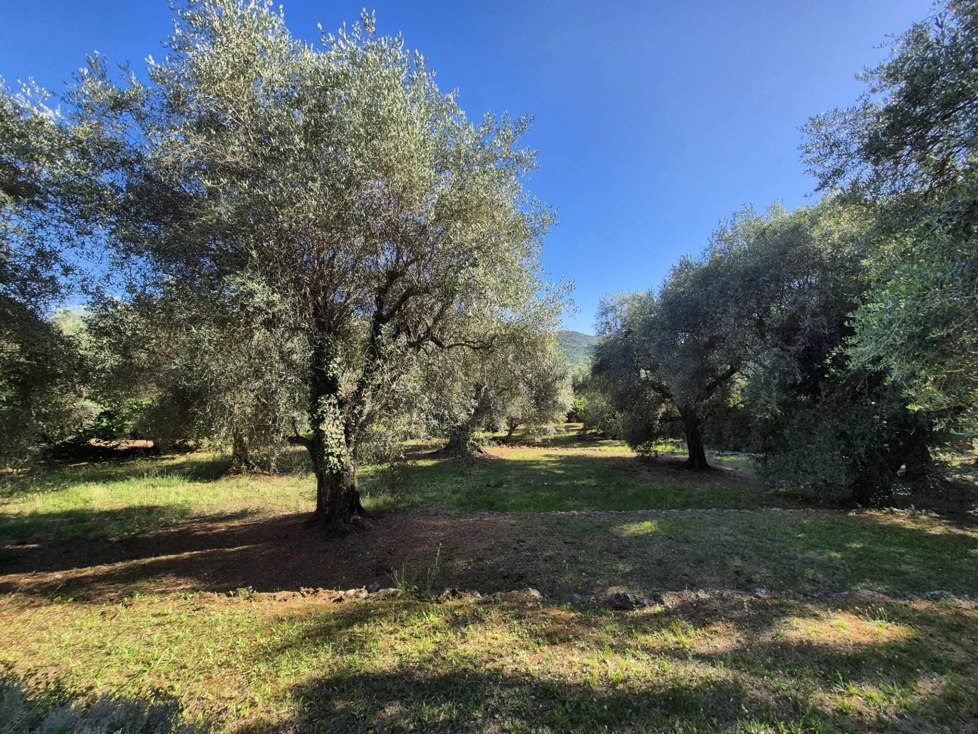  Image of Villa - 5 Bedrooms for Sale in Alpes-Maritimes-Tourrettes-sur-Loup-France, Image 8