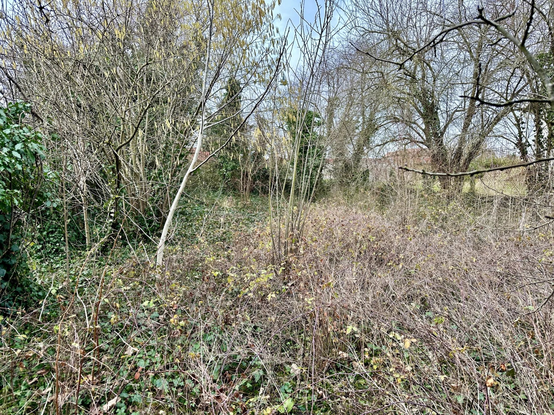 Vente Terrain Ottmarsheim