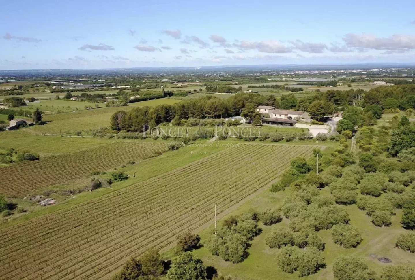 Vineyard's Image 3