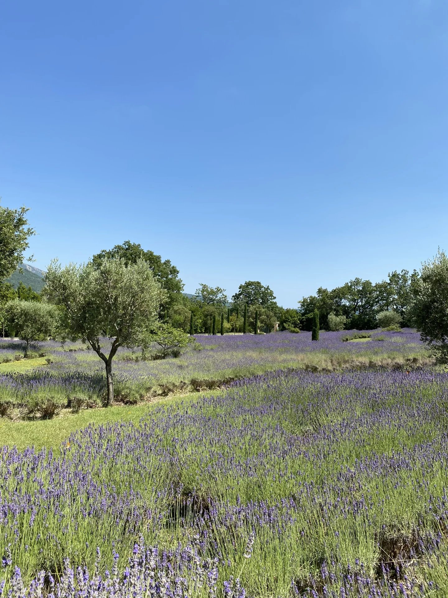 Magnificent property - Saint Vallier de Thiey