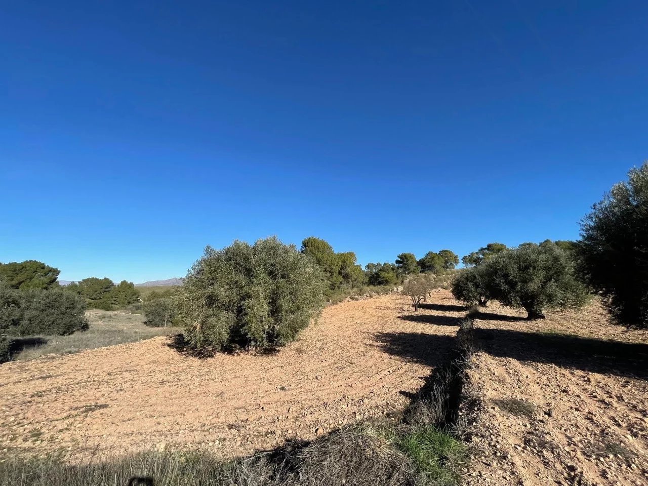Vente Terrain La Zarza