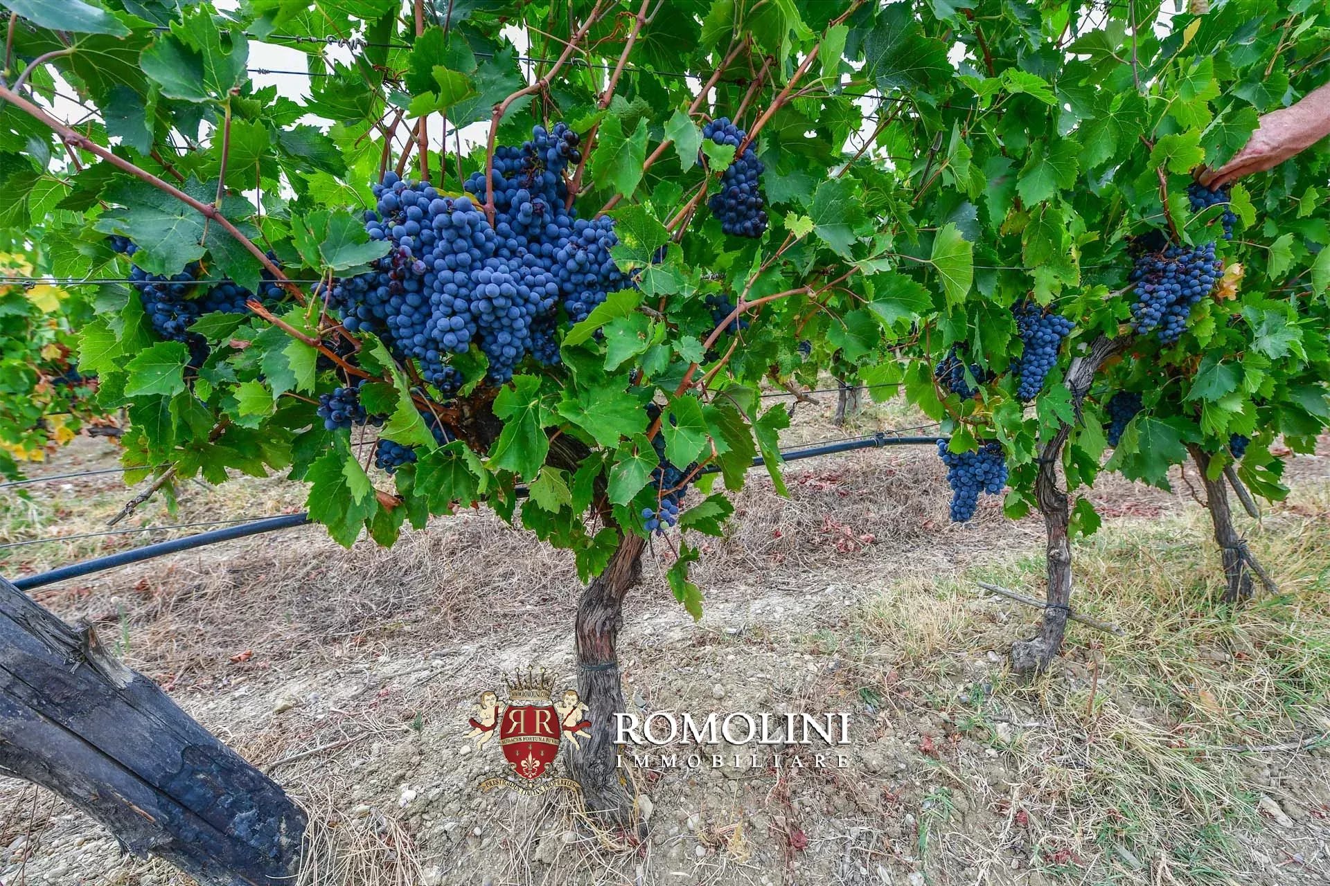 6 Bedroom Vineyard's Image 5
