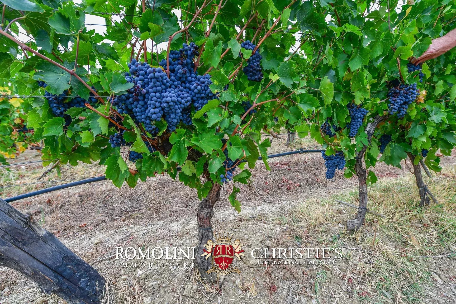 6 Bedroom Vineyard's Image 5