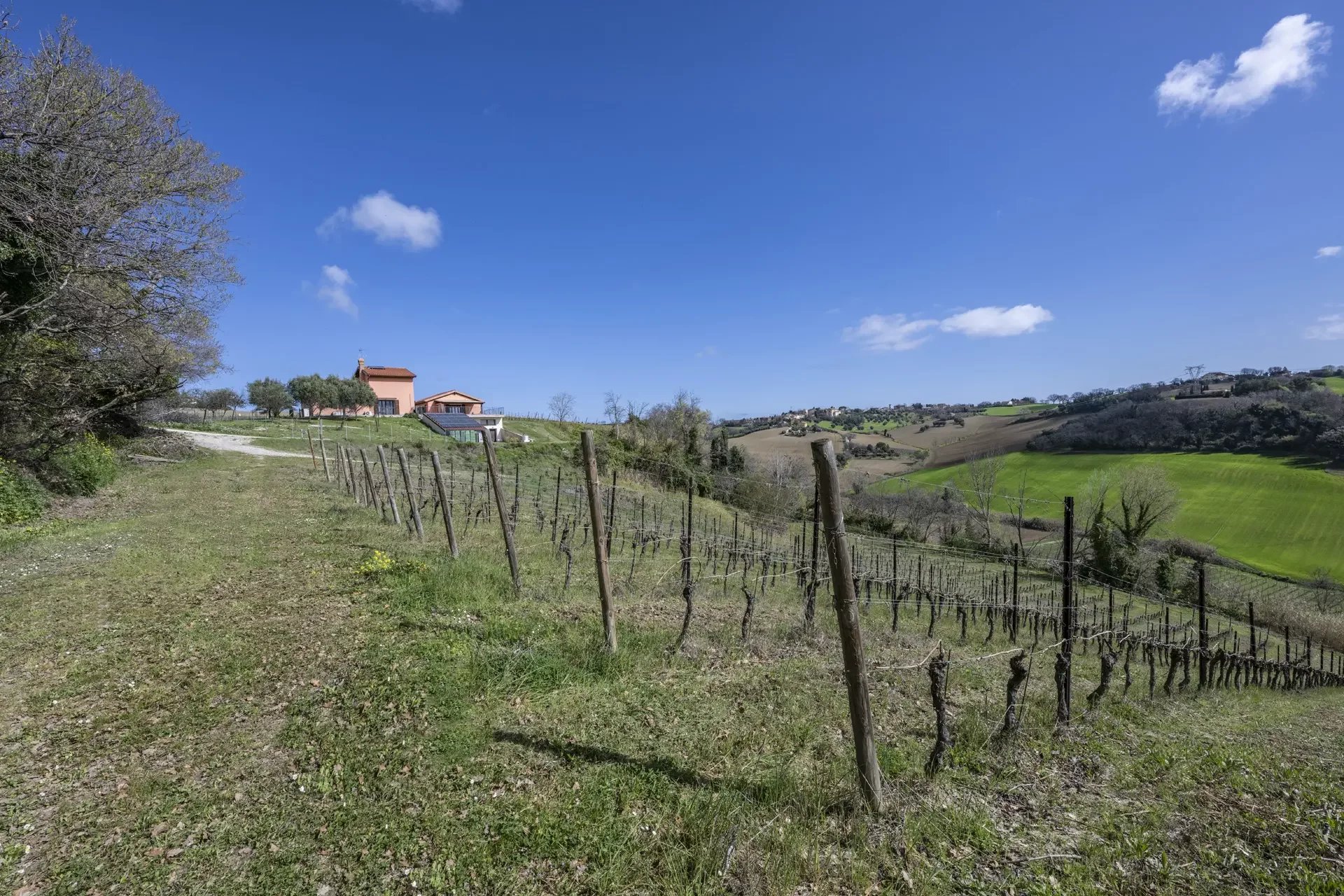 PICCOLA AZIENDA VITIVINICOLA CON 5 HA DI VIGNETO IN VENDITA NELL'ENTROTERRA DI SENIGALLIA, MARCHE