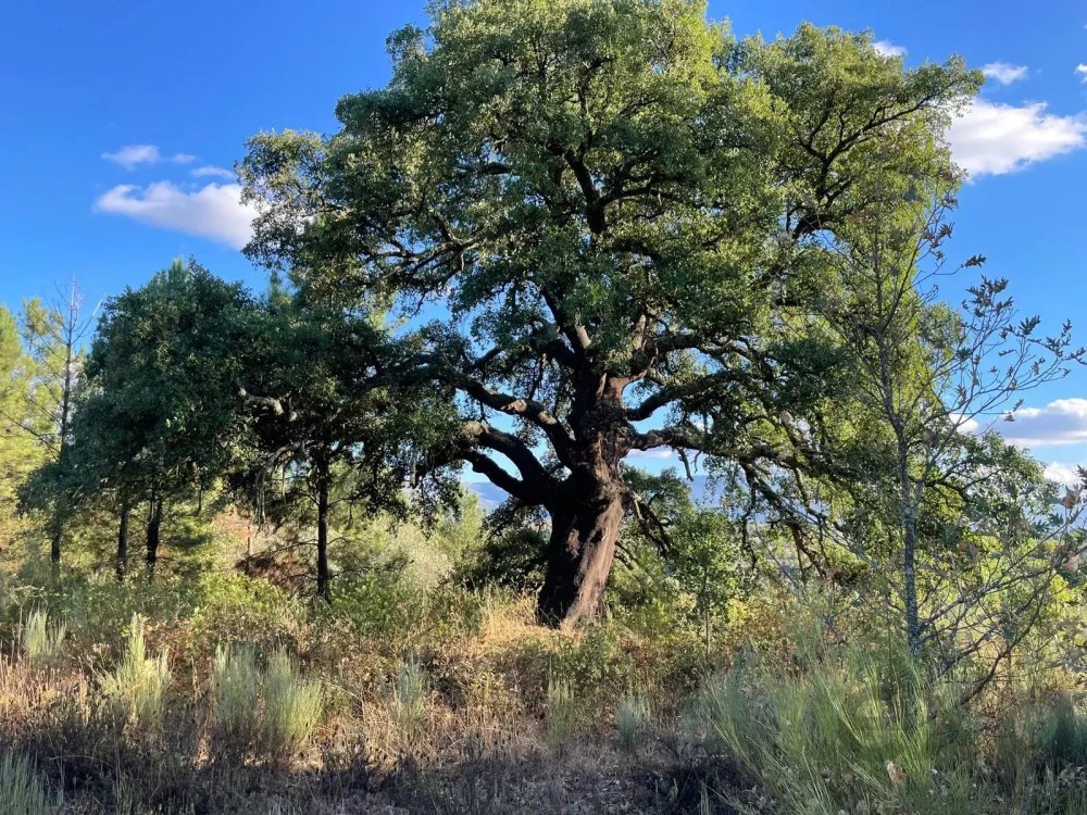 Terreno Natural Encantador em Fornos de Algodres, Portugal