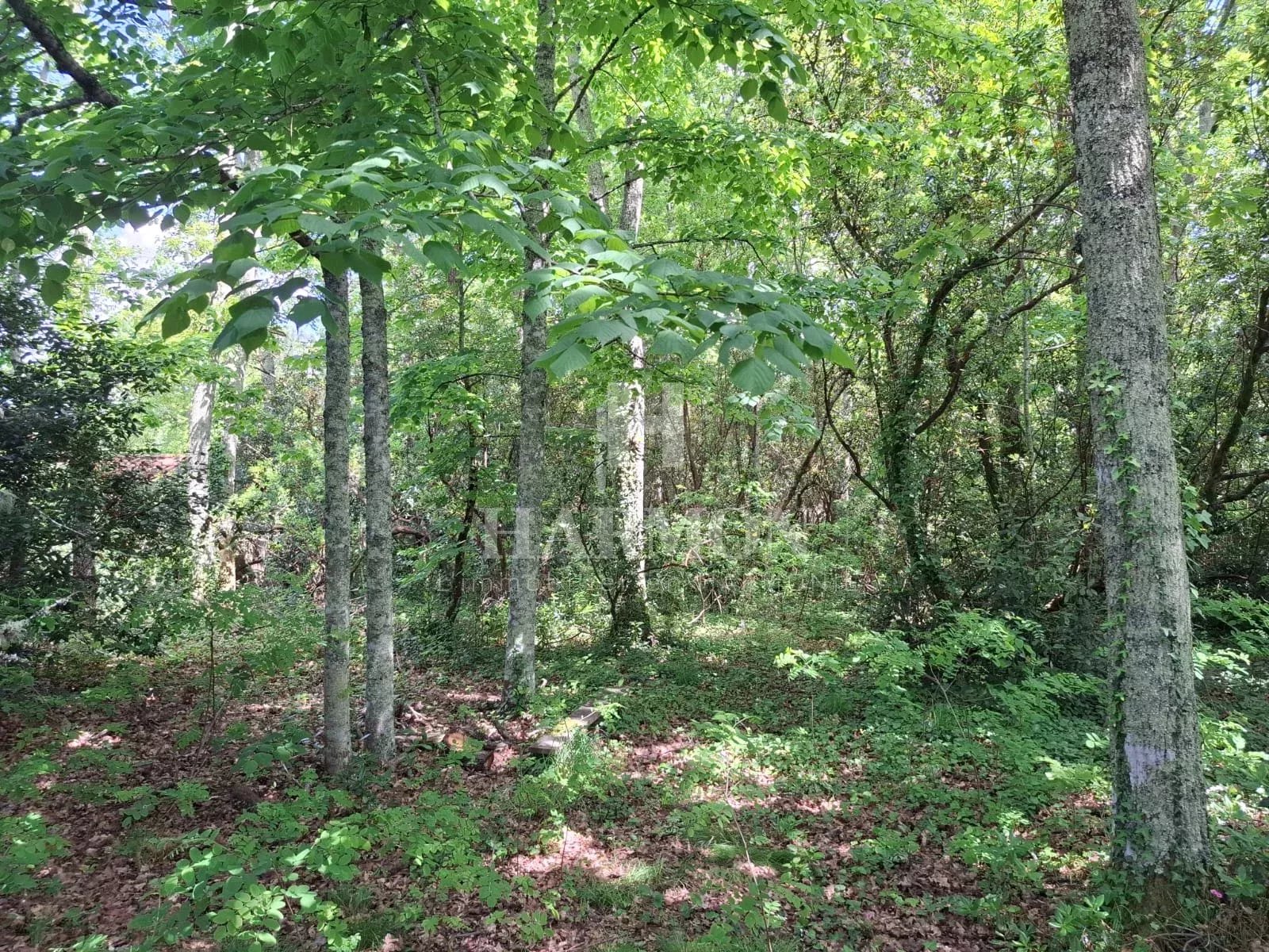 Harmon à vendre – Terrain constructible 1 300 m² au calme, Gujan-Mestras – 3e ligne route des Lacs - Photo 3