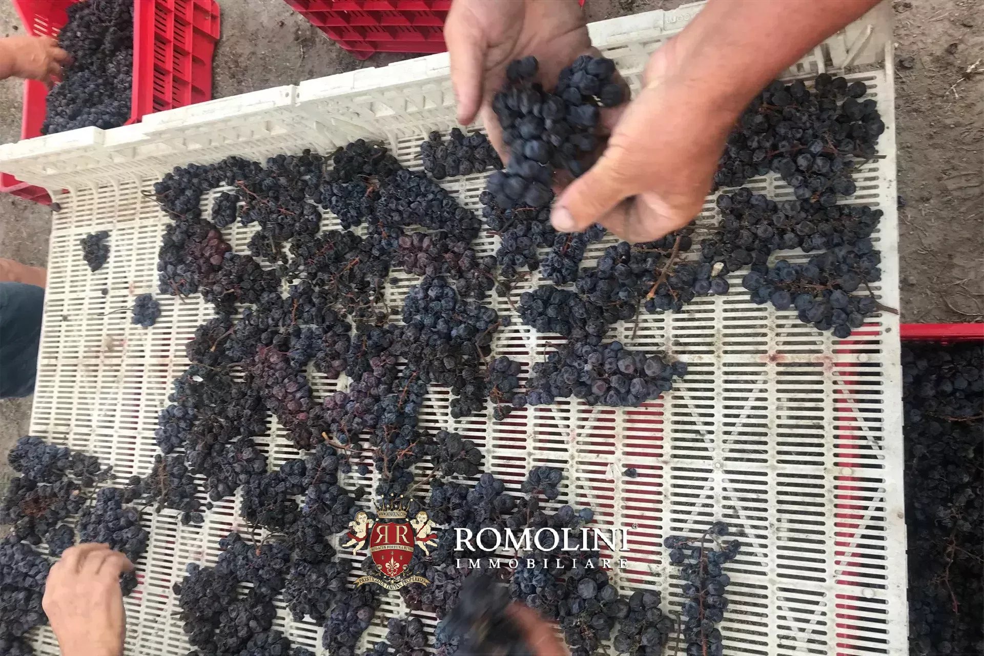 Vineyard's Image 39