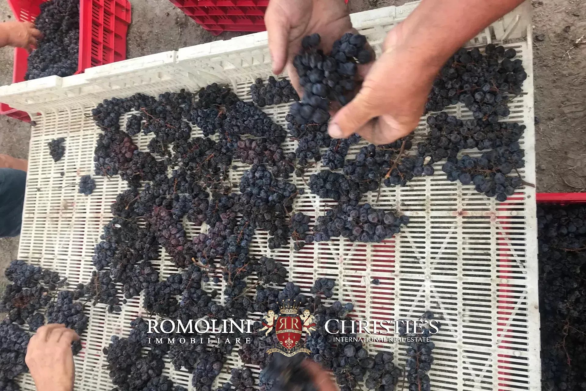 Vineyard's Image 39