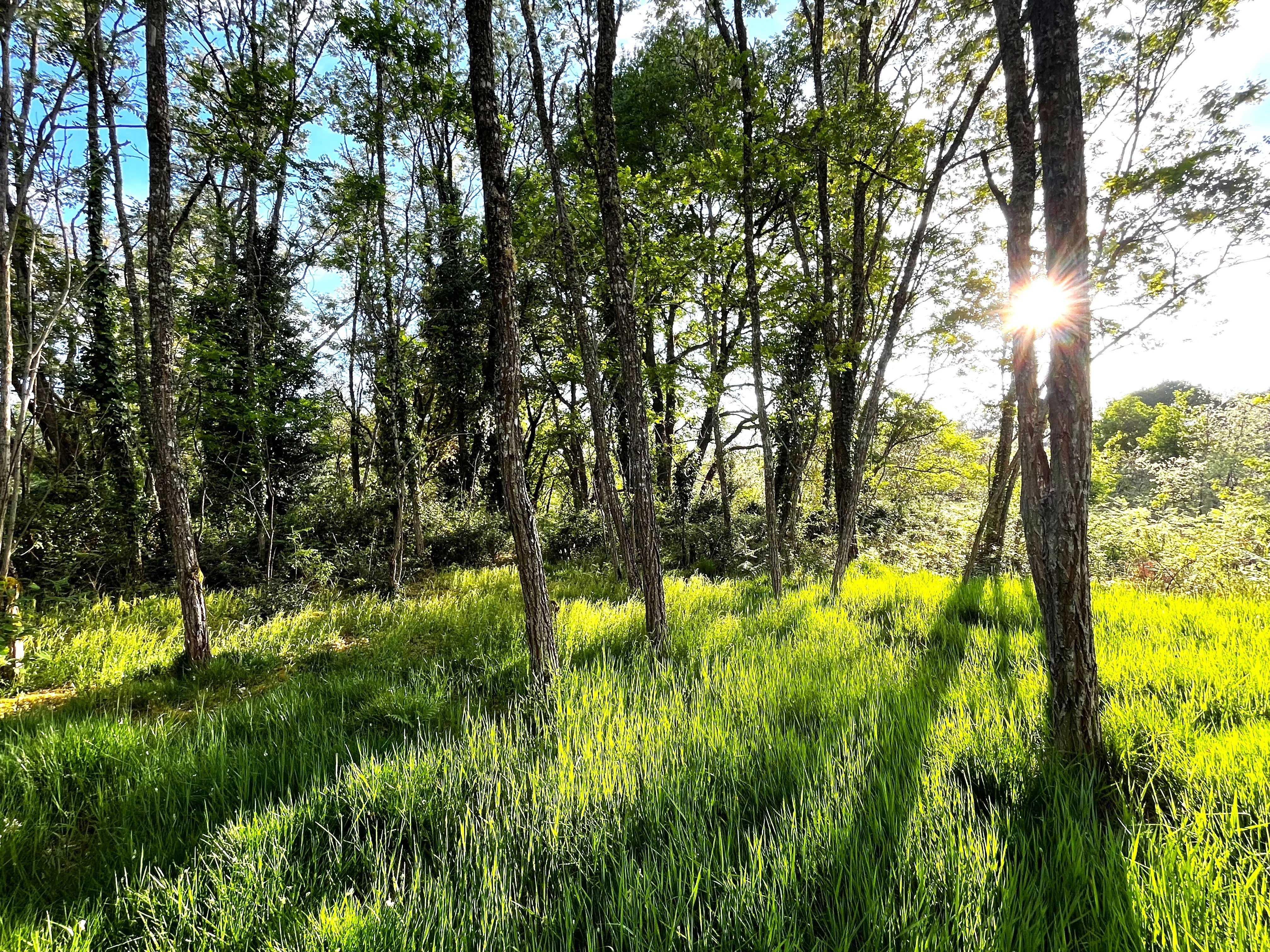 Dorpswoning te koop Losse, Landes