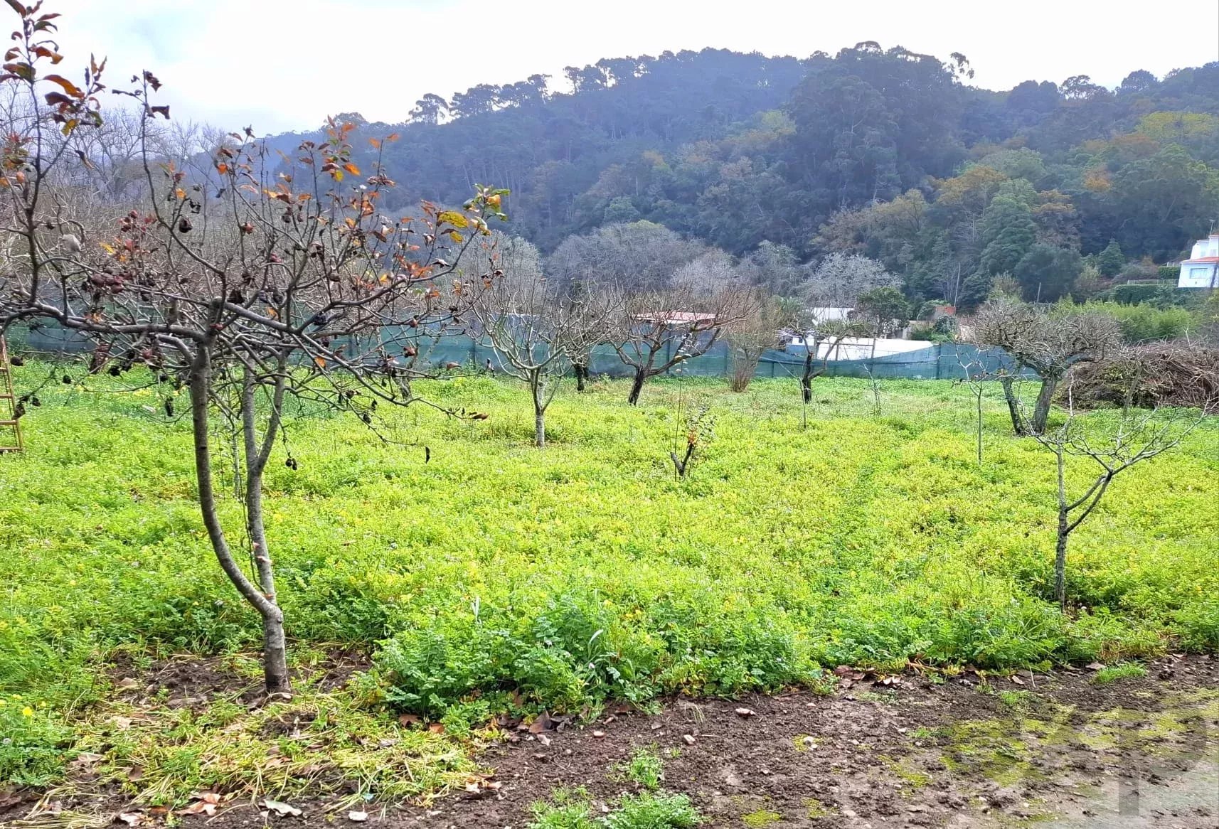 Sintra , Colares - Small farm with dream house 86819090 image 5