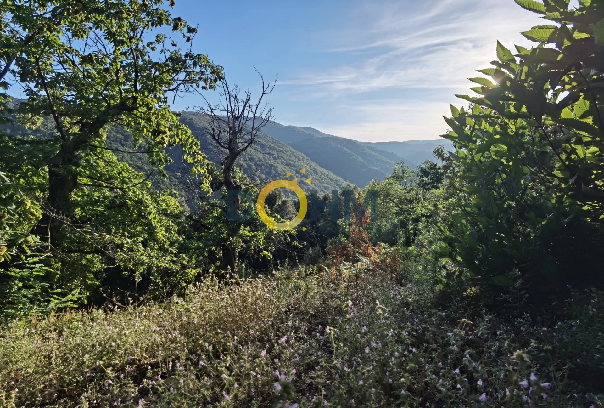 Vente Terrain Vialas