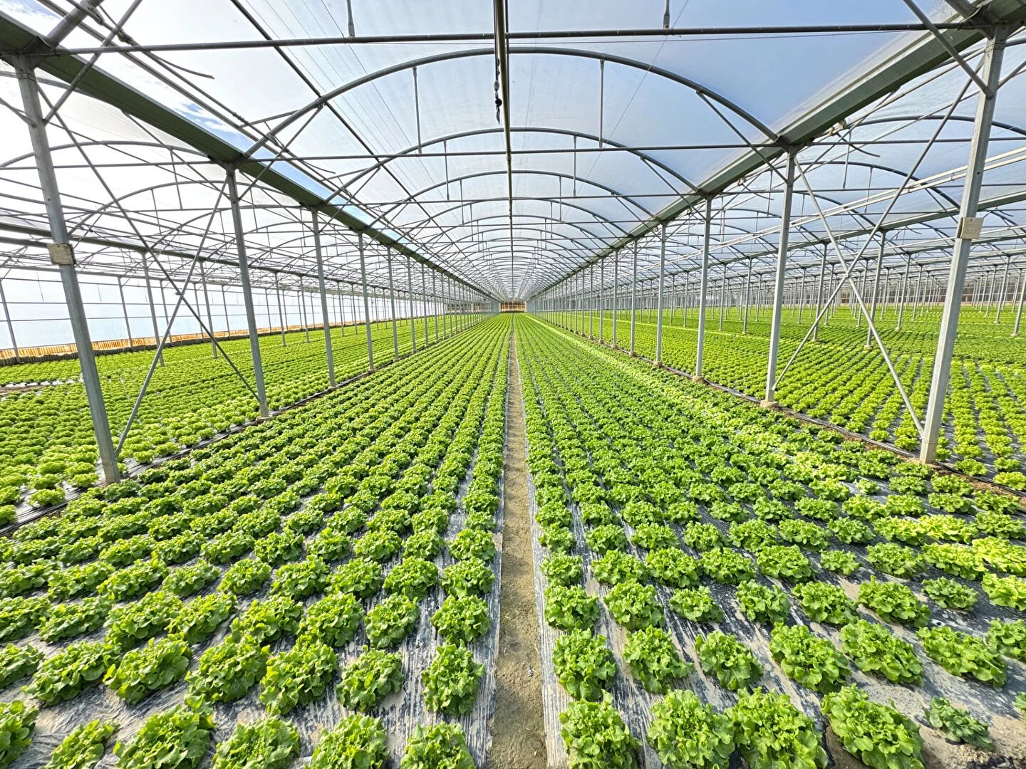 Domaine agricole Bompas et Villelongue de la Salanque 31000 m2