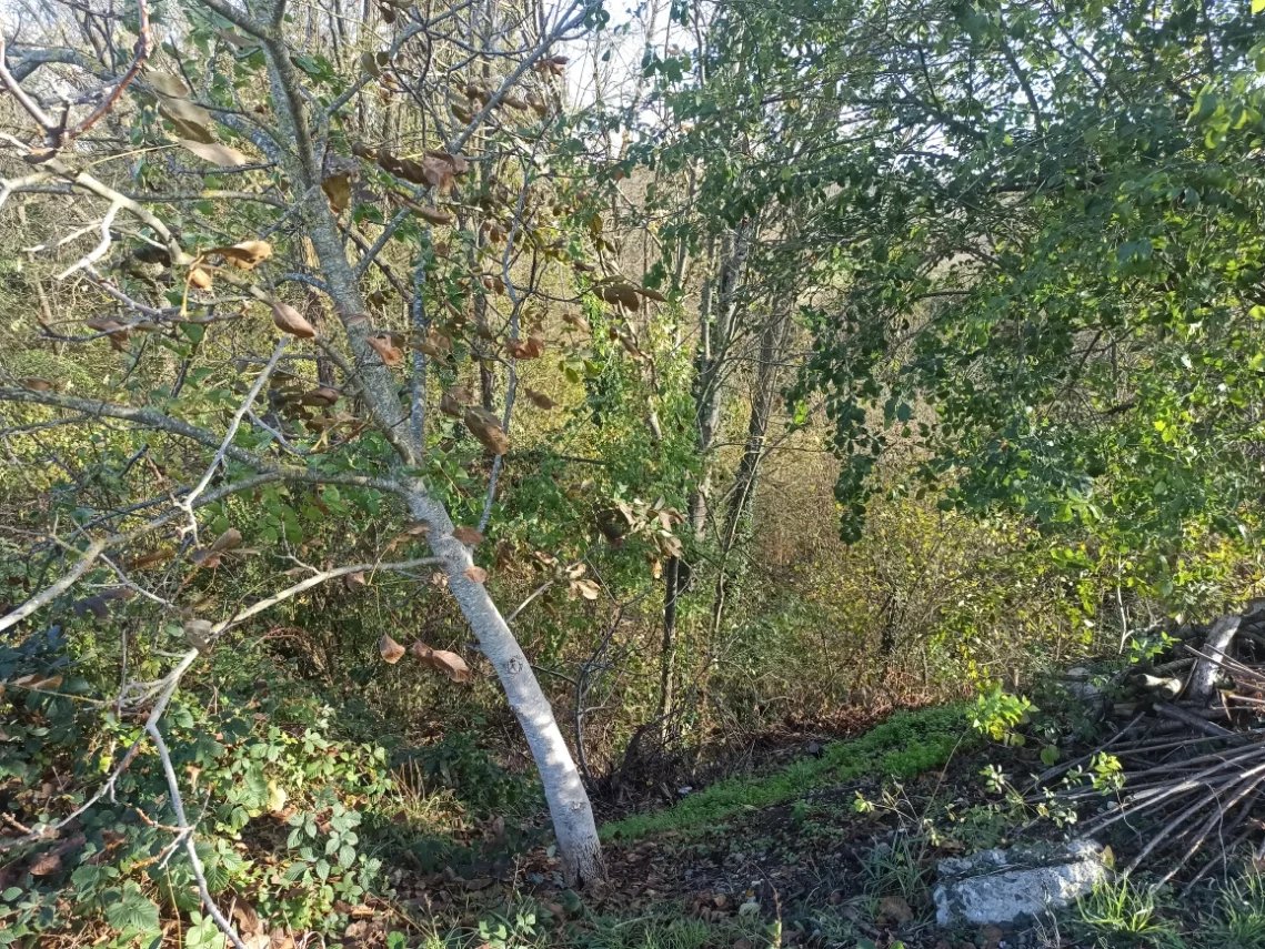 SOUS OFFRE - EXCLUSIVITÉ – LES MARTRES-D’ARTIÈRE, BOIS — photo 3