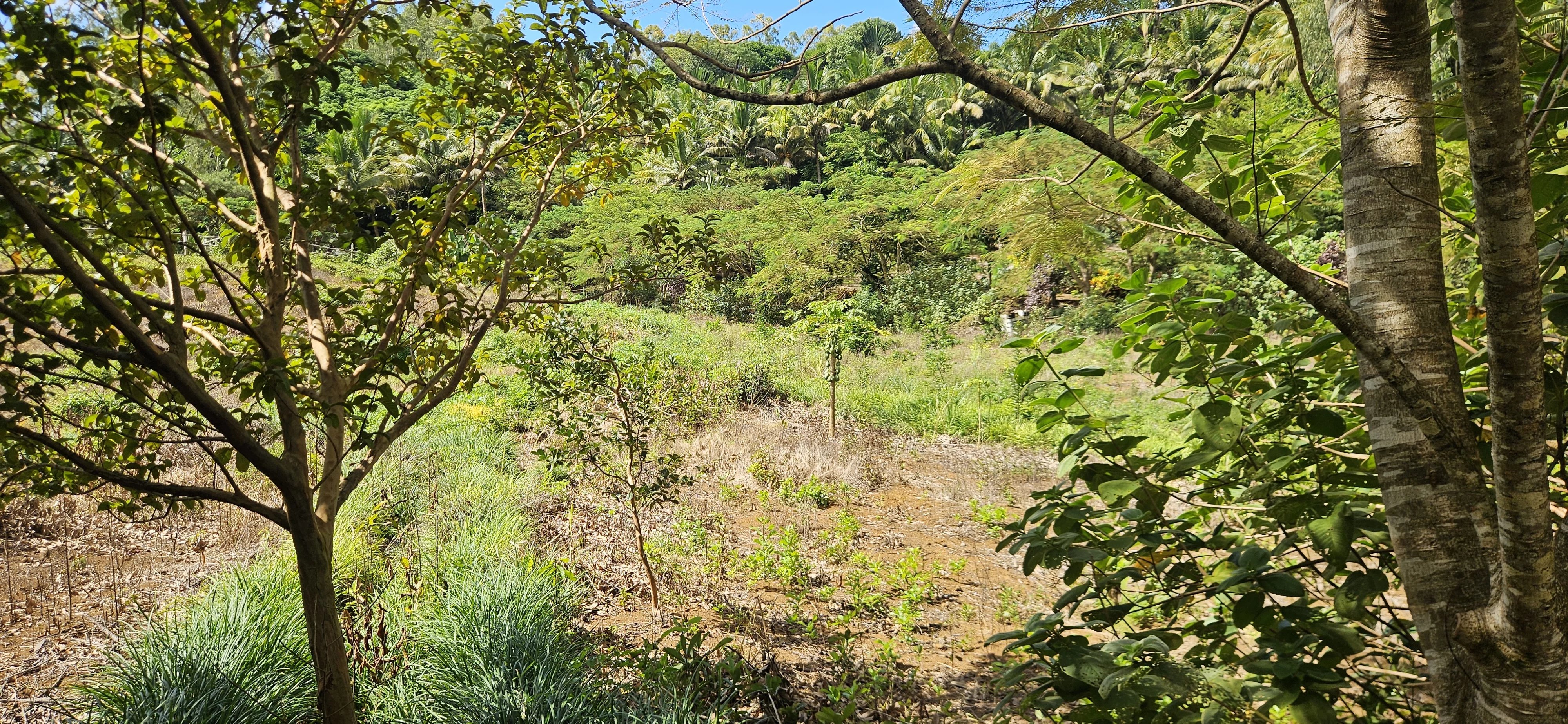 Deux Bras  - Terrain  - picture 18