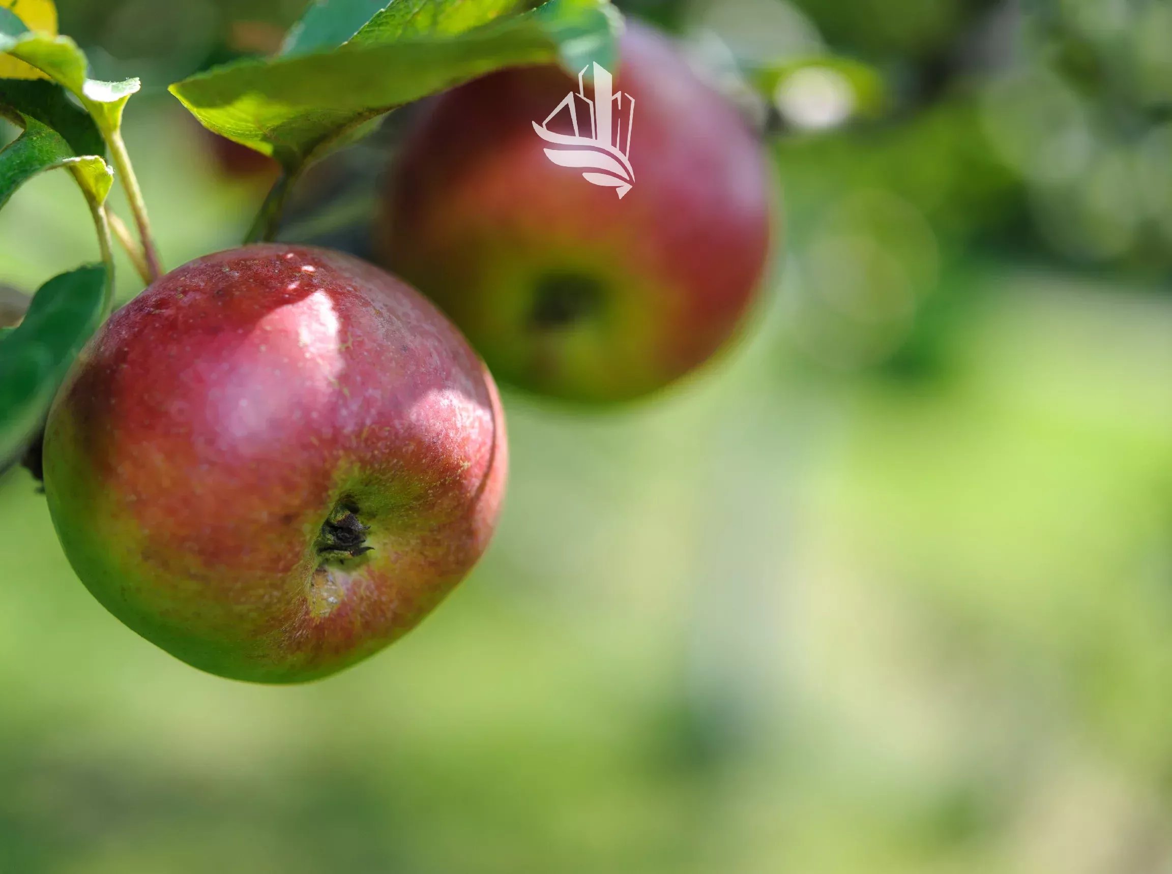 Auer: Bio-Obstwiese