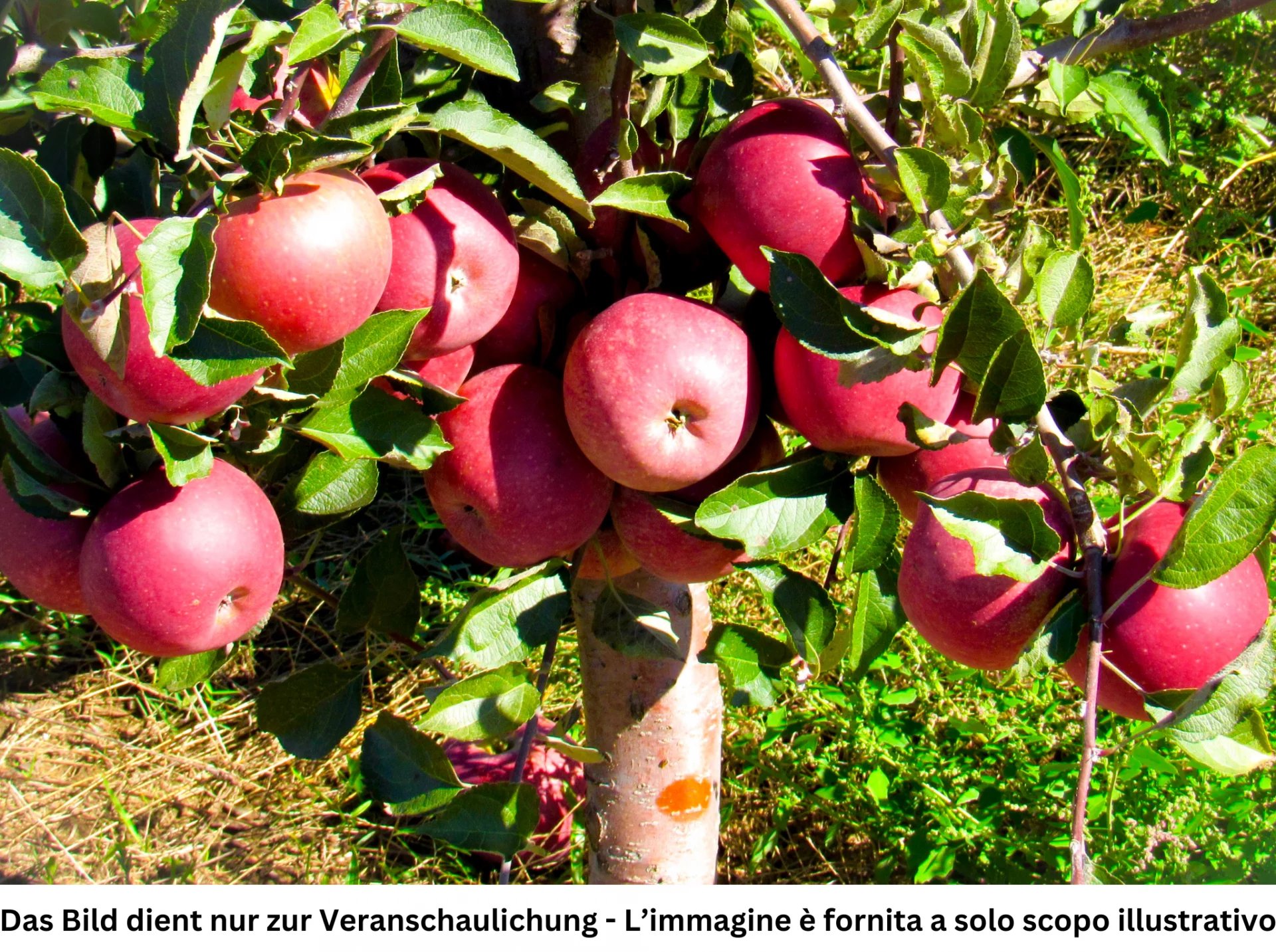 Verkauf Agricultural land Neumarkt