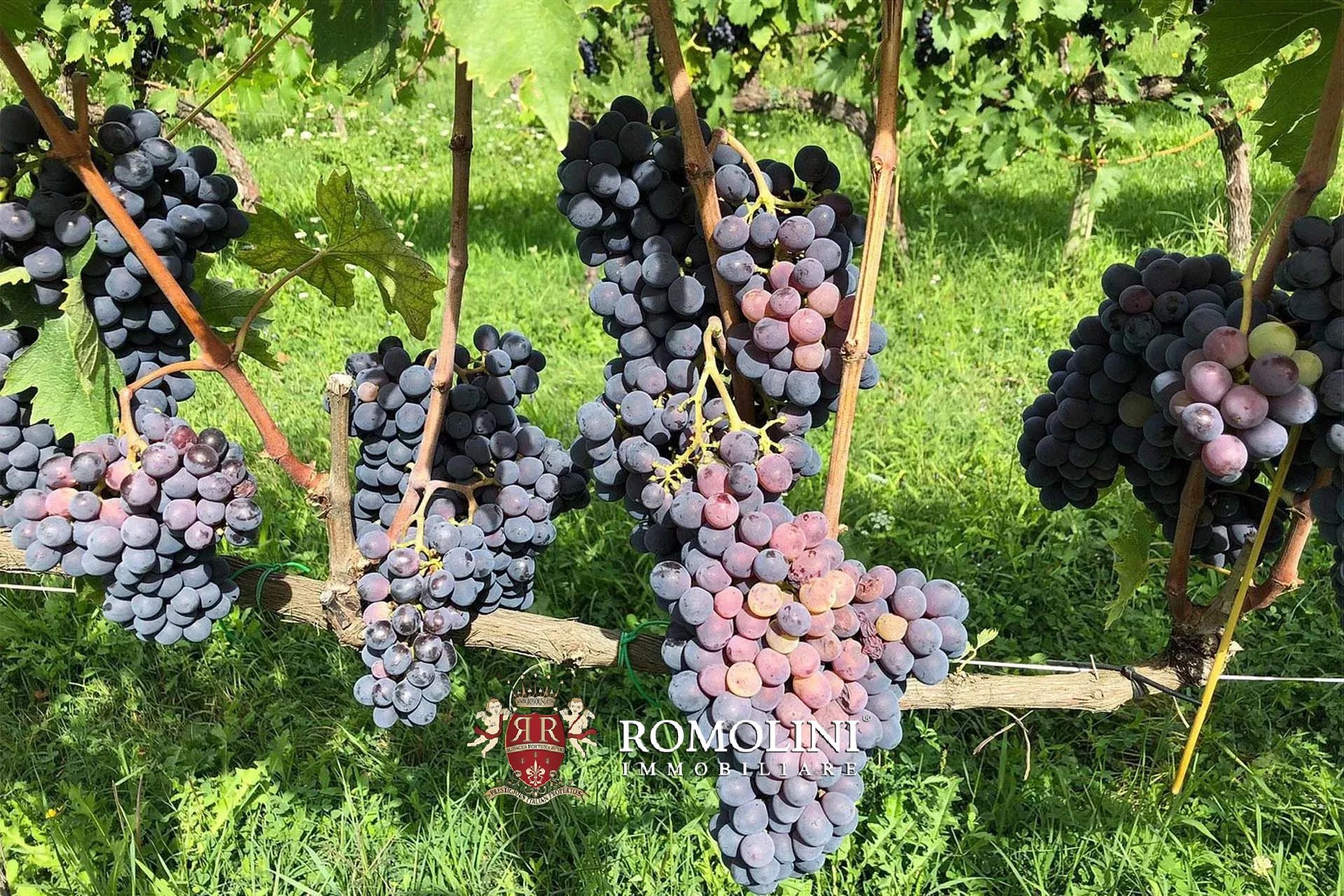 7 Bedroom Vineyard's Image 23