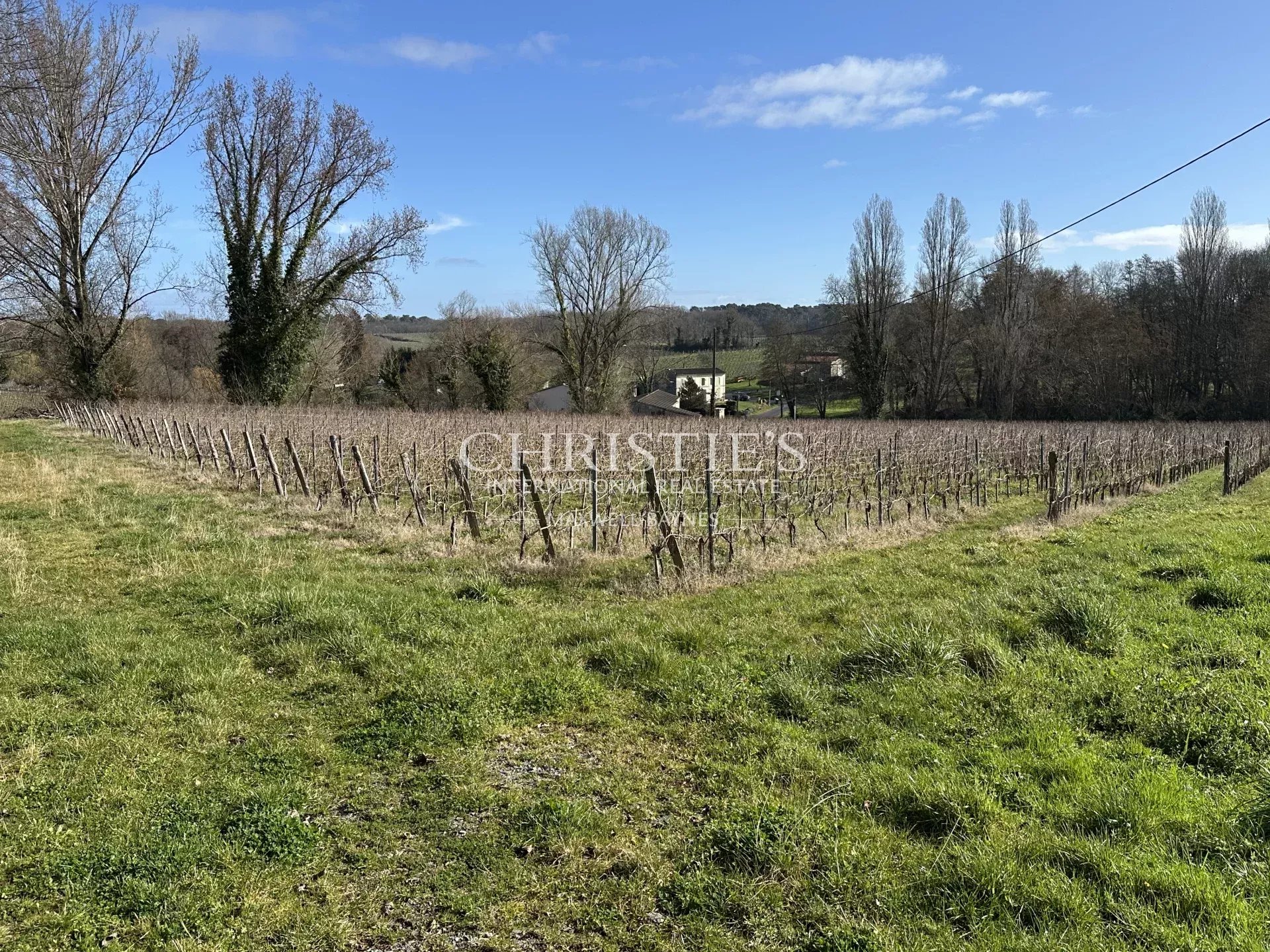 Vineyard's Image 6